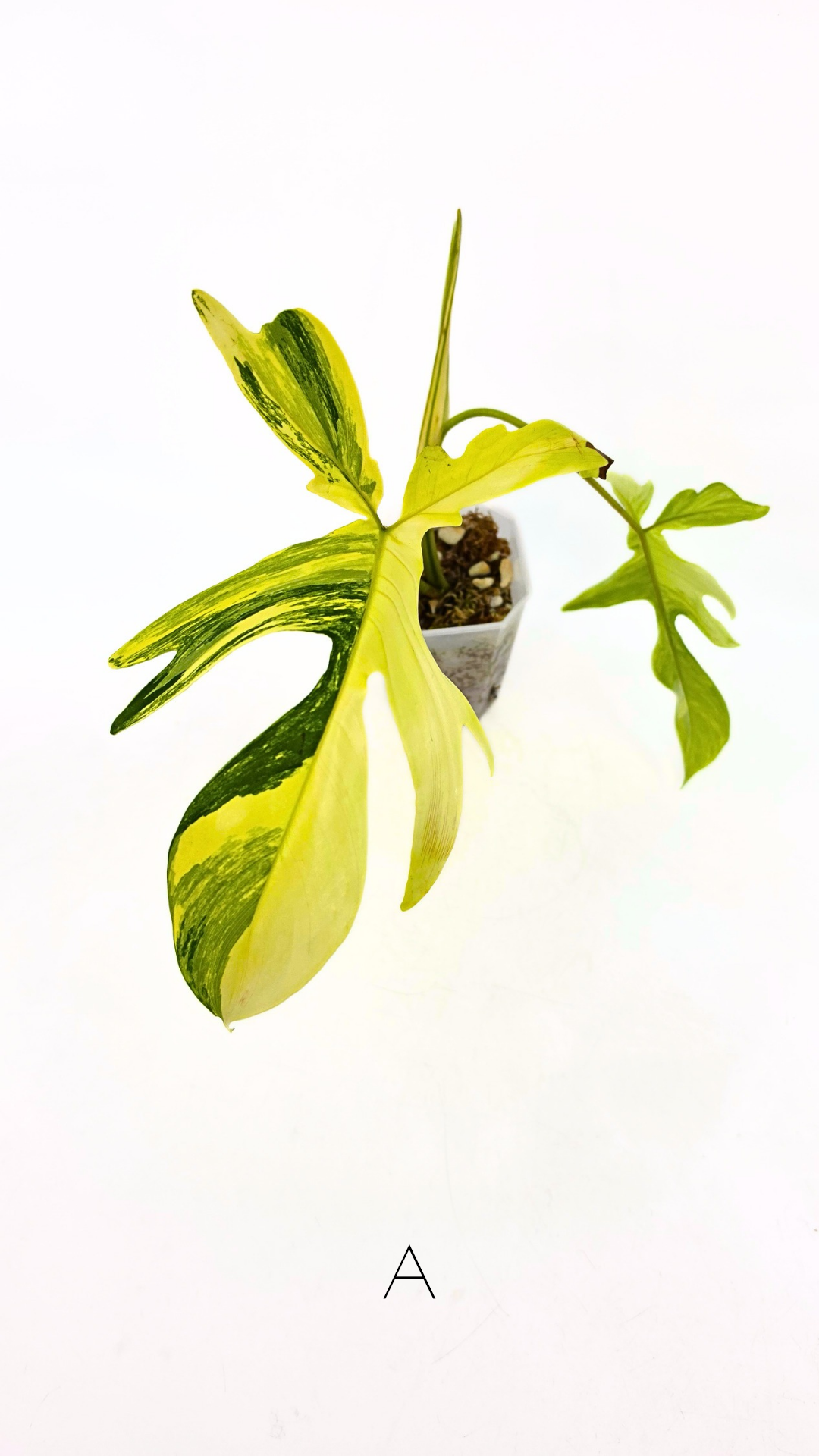 Rare indoor plant Philodendron Florida Beauty Varigated available at rare plant shop The Leaf Gallery in Perth, Western Australia