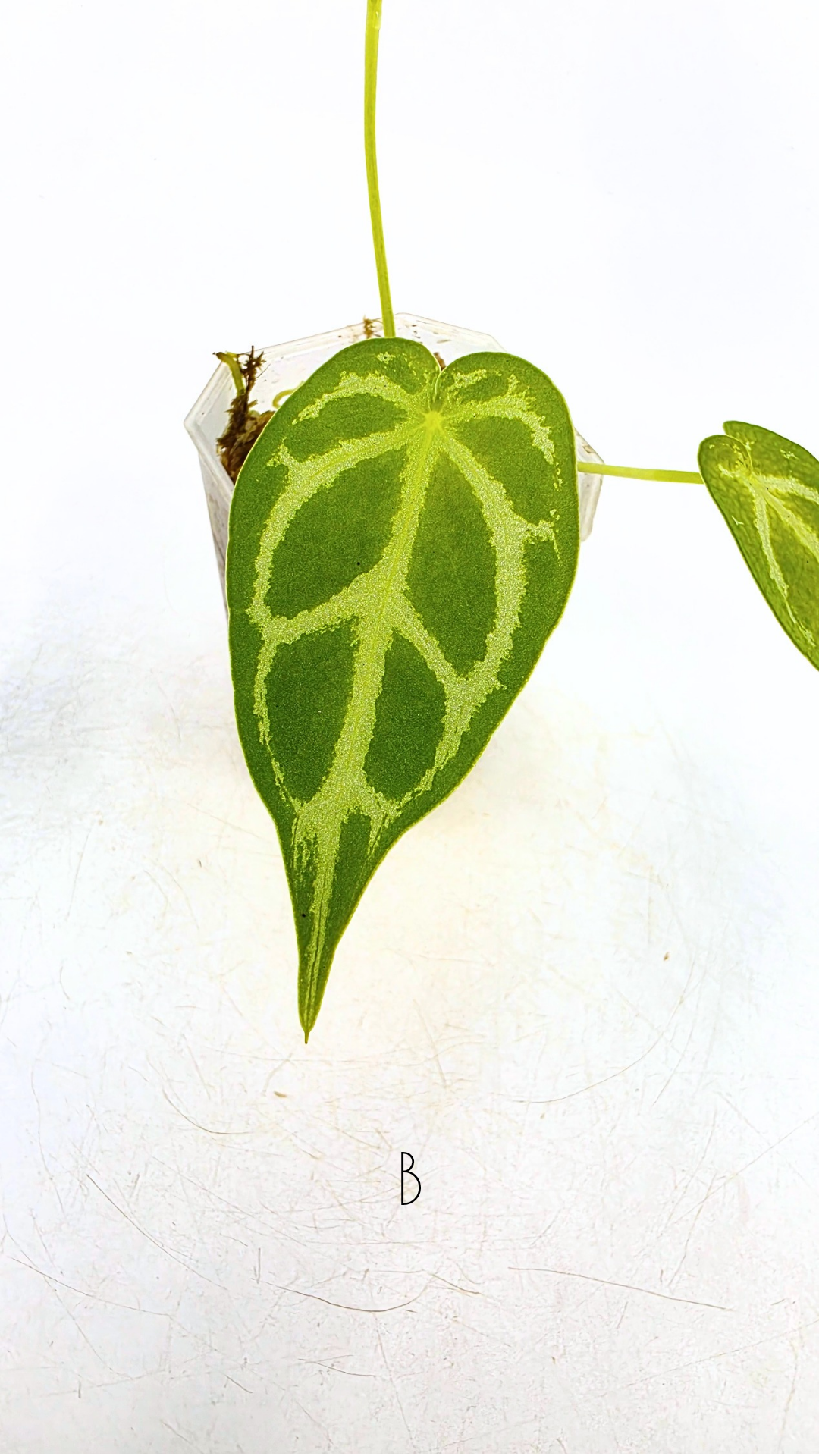 Rare anthurium hybrid Dark Forgetii cross with Anthurium Silver blush available for sale at rare plant shop The Leaf Gallery in Perth, Western Australia