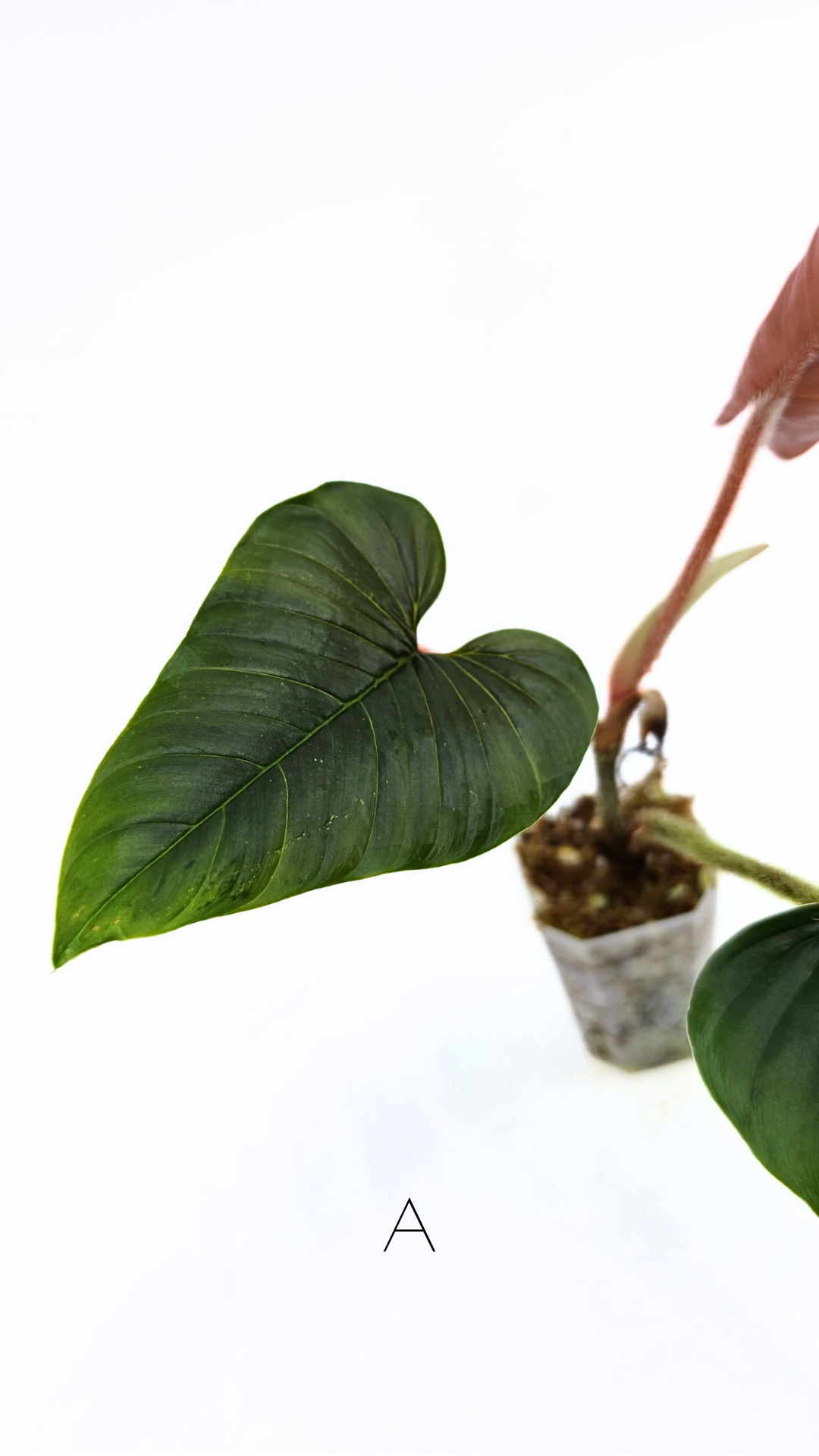 Rare plant philodendron squamicaule pink available at rare plant shop The Leaf Gallery in Perth, Western Australia