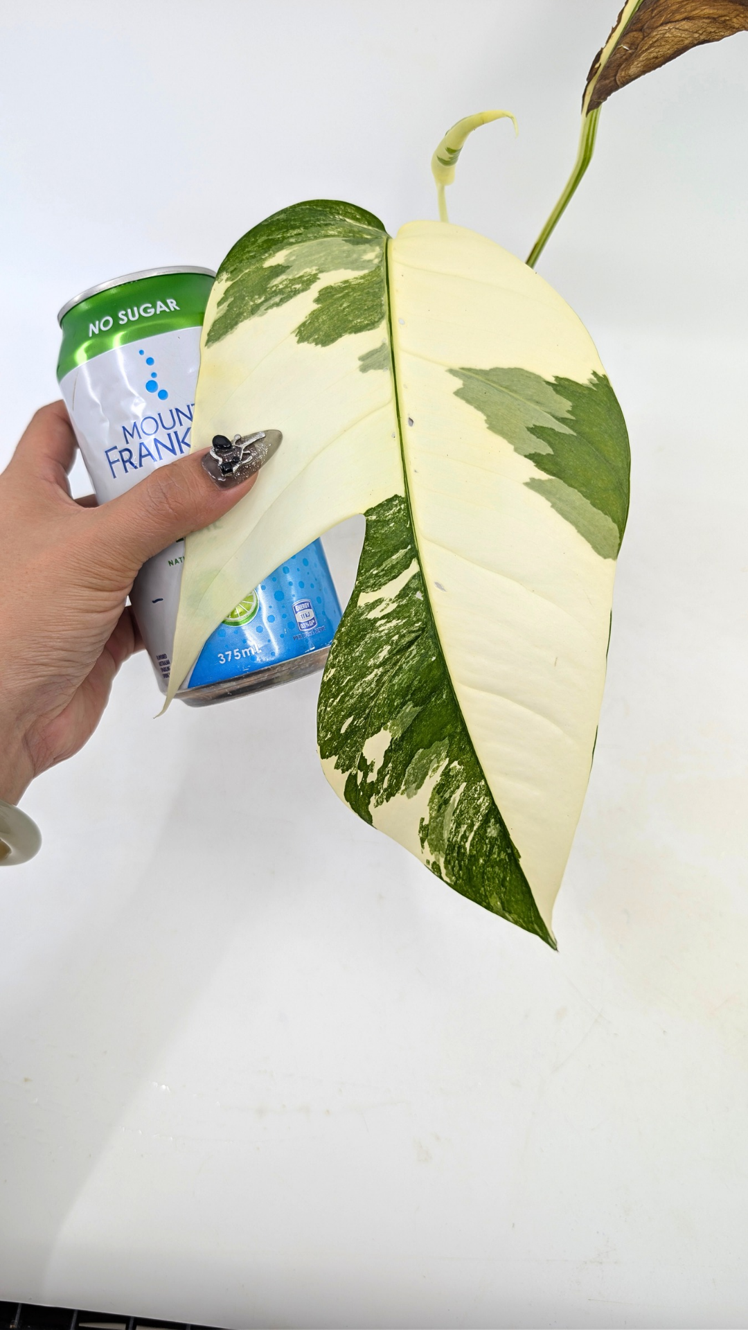 Uncommon house plant Epipremnum Pinnatum Varigated available for sale at rare plant shop The Leaf Gallery in Perth, Western Australia