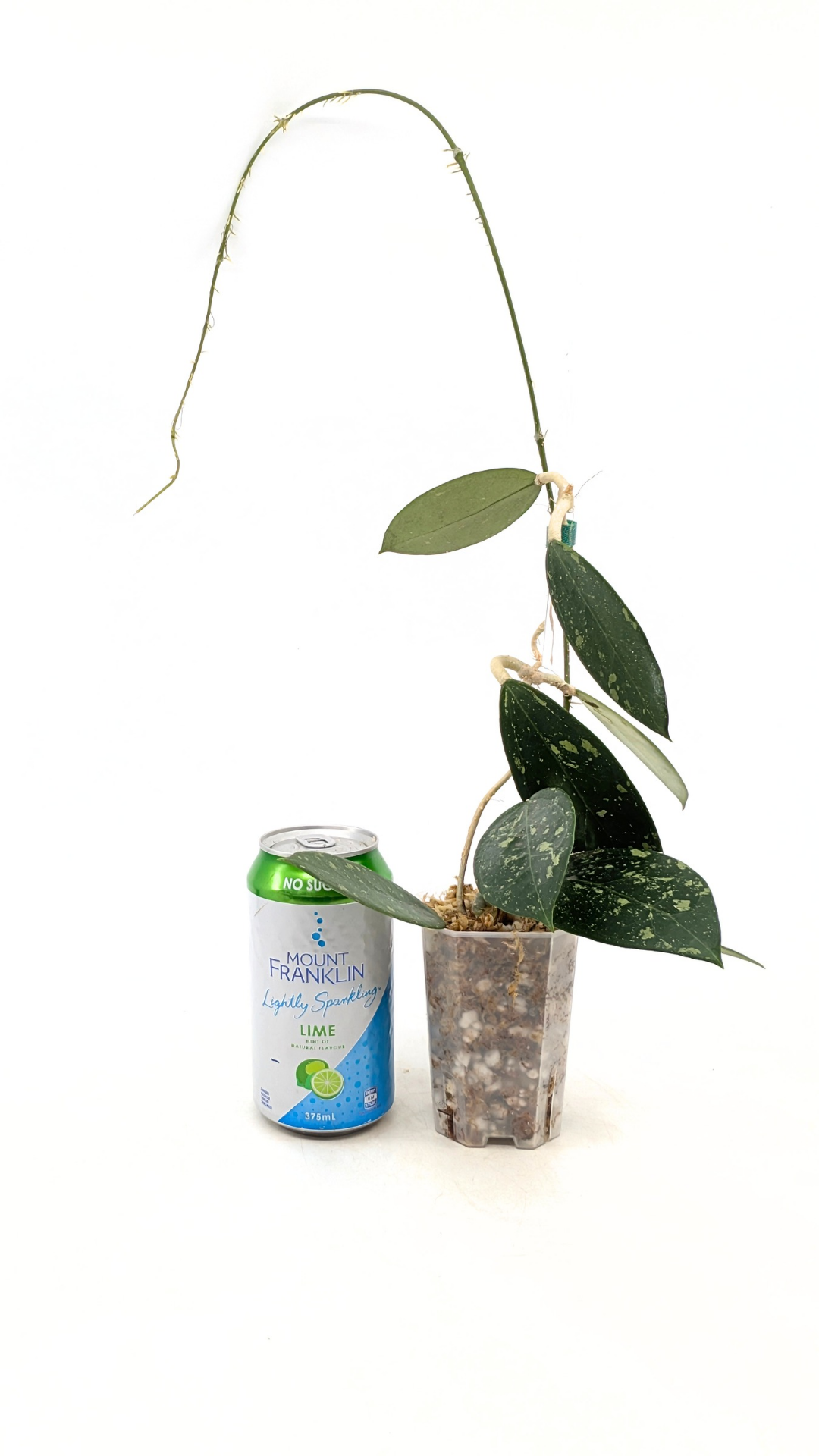Single plants upload_20251208_171351_0004.png