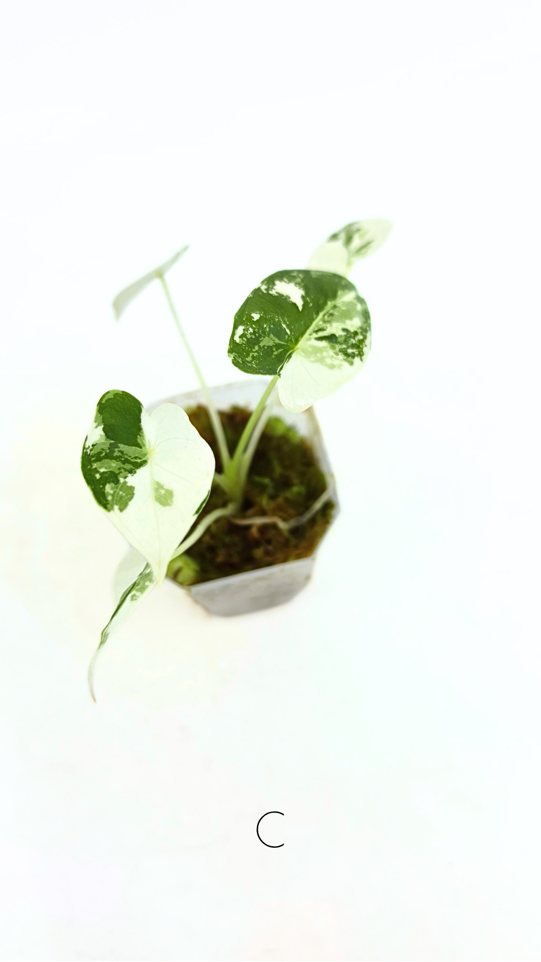 Rare Wax Plant Hoya Clemensiorum available for sale at rare house plant shop The Leaf Gallery in Perth, Western Australia