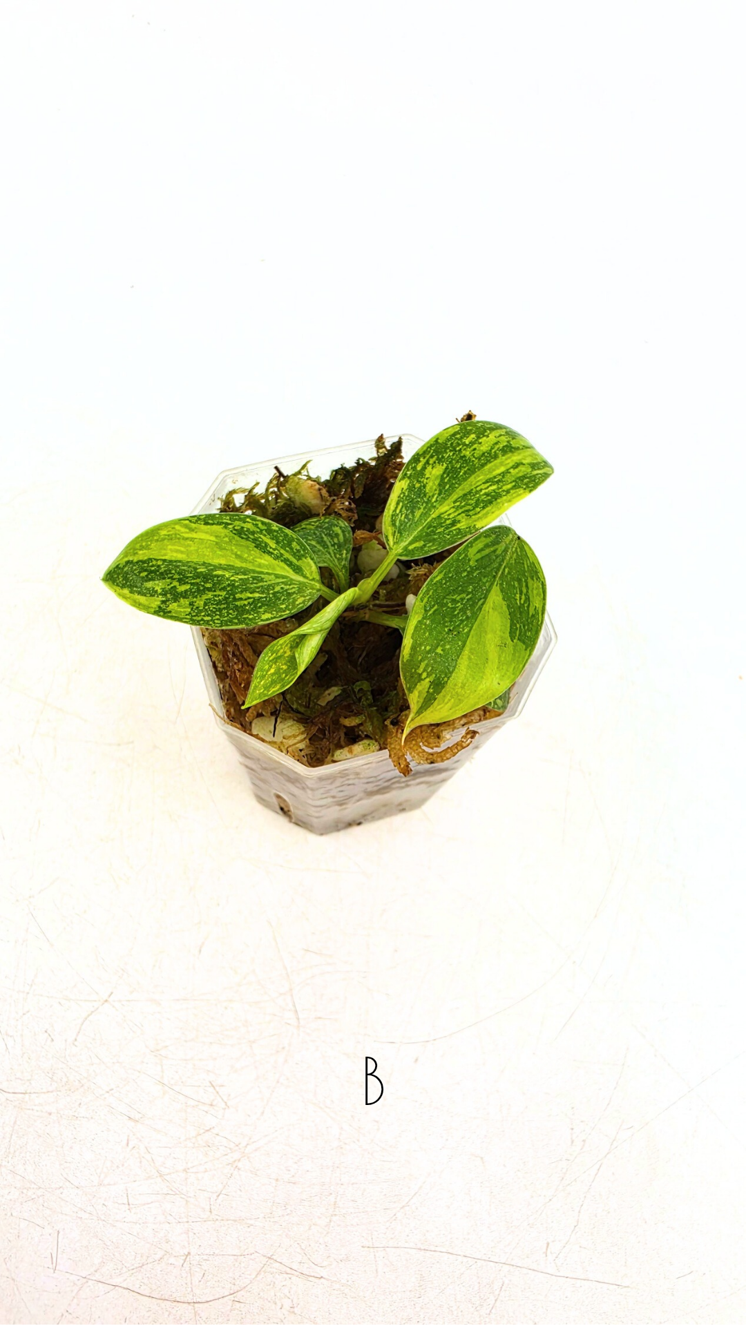 Rare indoor plant Green Congo Hybrid (Nuclear) Varigated available for sale at rare plant shop The Leaf Gallery in Perth, Western Australia