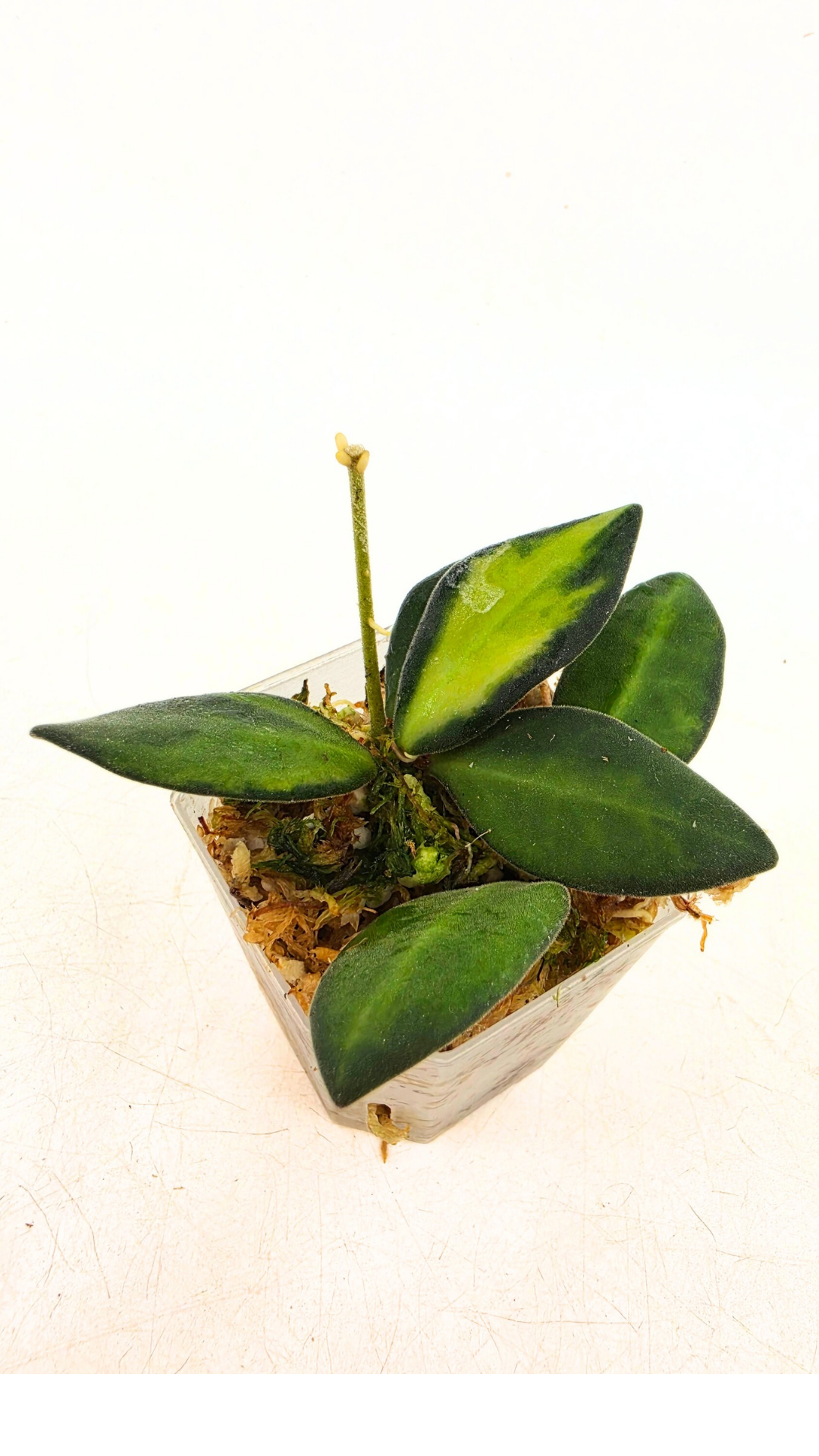 Rare waxplant Hoya DS-70 variegated also known as Hoya Aff Burtoniae Variegated availalbe for sale at rare indoor plant shop The Leaf Gallery in Perth, Western Australia
