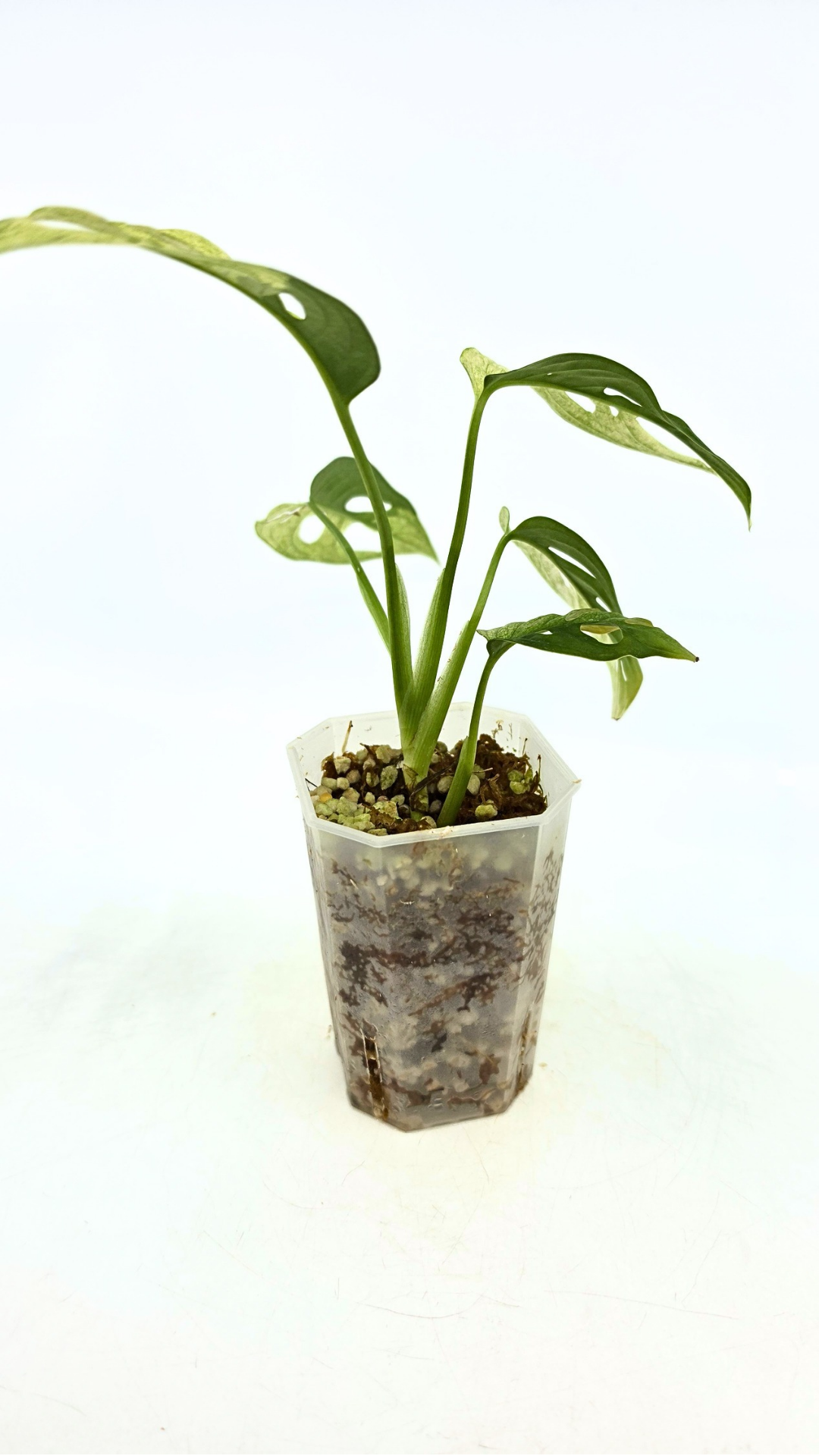 Rare indoor plant Monstera Adansonii or Monstera Swisscheese varigated grown, propagated by rare plant shop The Leaf Gallery in Perth, Western Australia