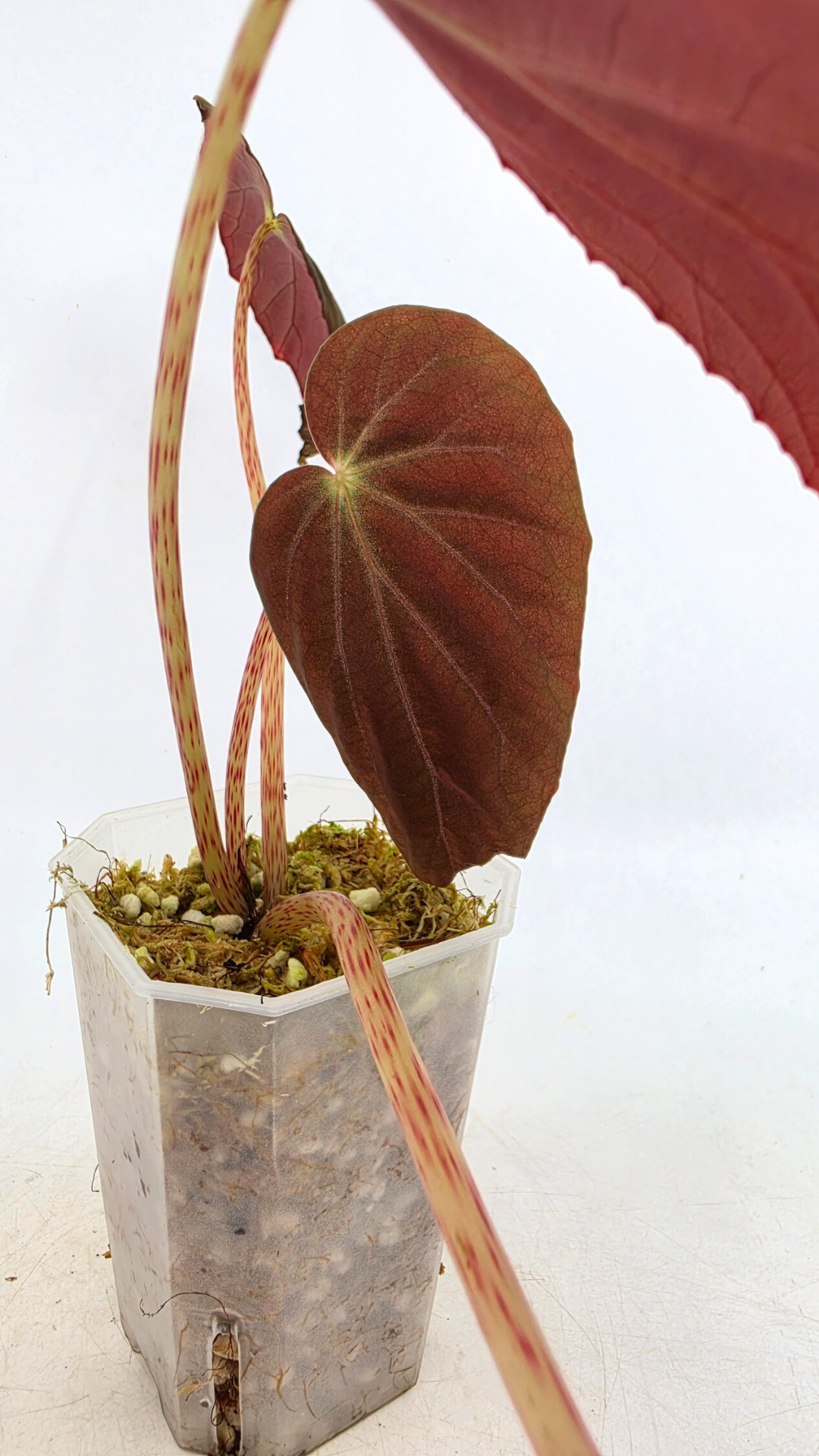 Rare Begonia Burkillii Dark form available for sale at rare plant shop The Leaf Gallery in Perth, Western Australia