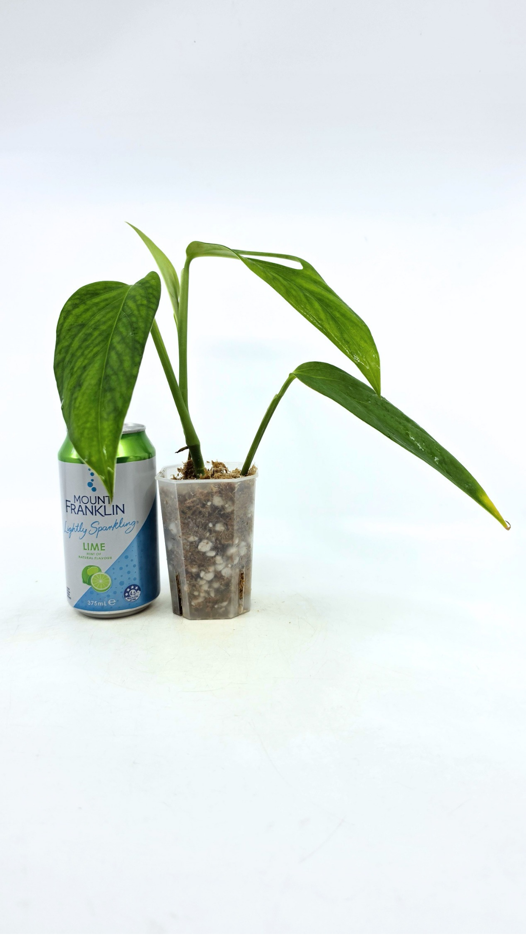 Rare Monstera Xanthospatha available for sale at rare plant shop The Leaf Gallery in Perth, Western Australia