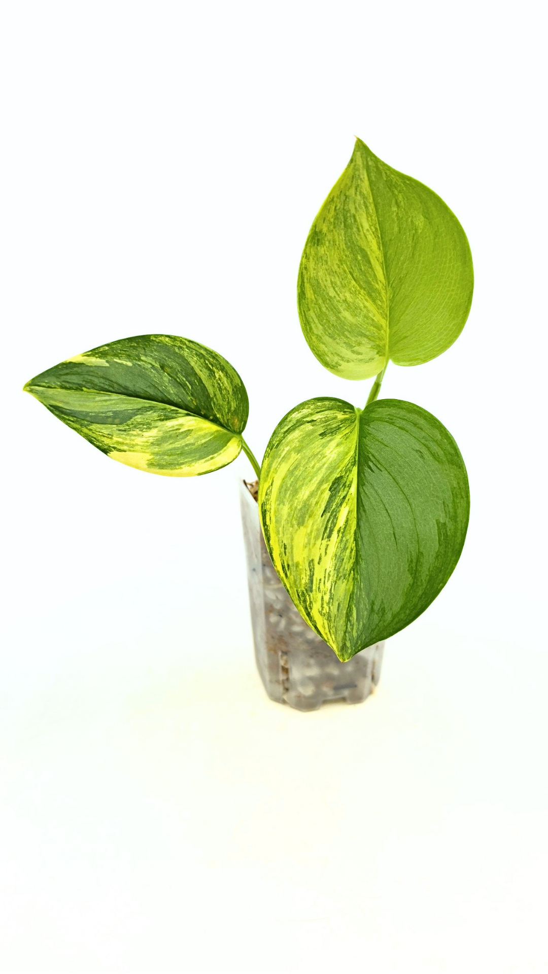 Rare houseplant Scindapsus Treubii Moonlight Aurea Variegated (Rubicon) available at rare indoor plant shop The Leaf Gallery in Perth, Western Australia