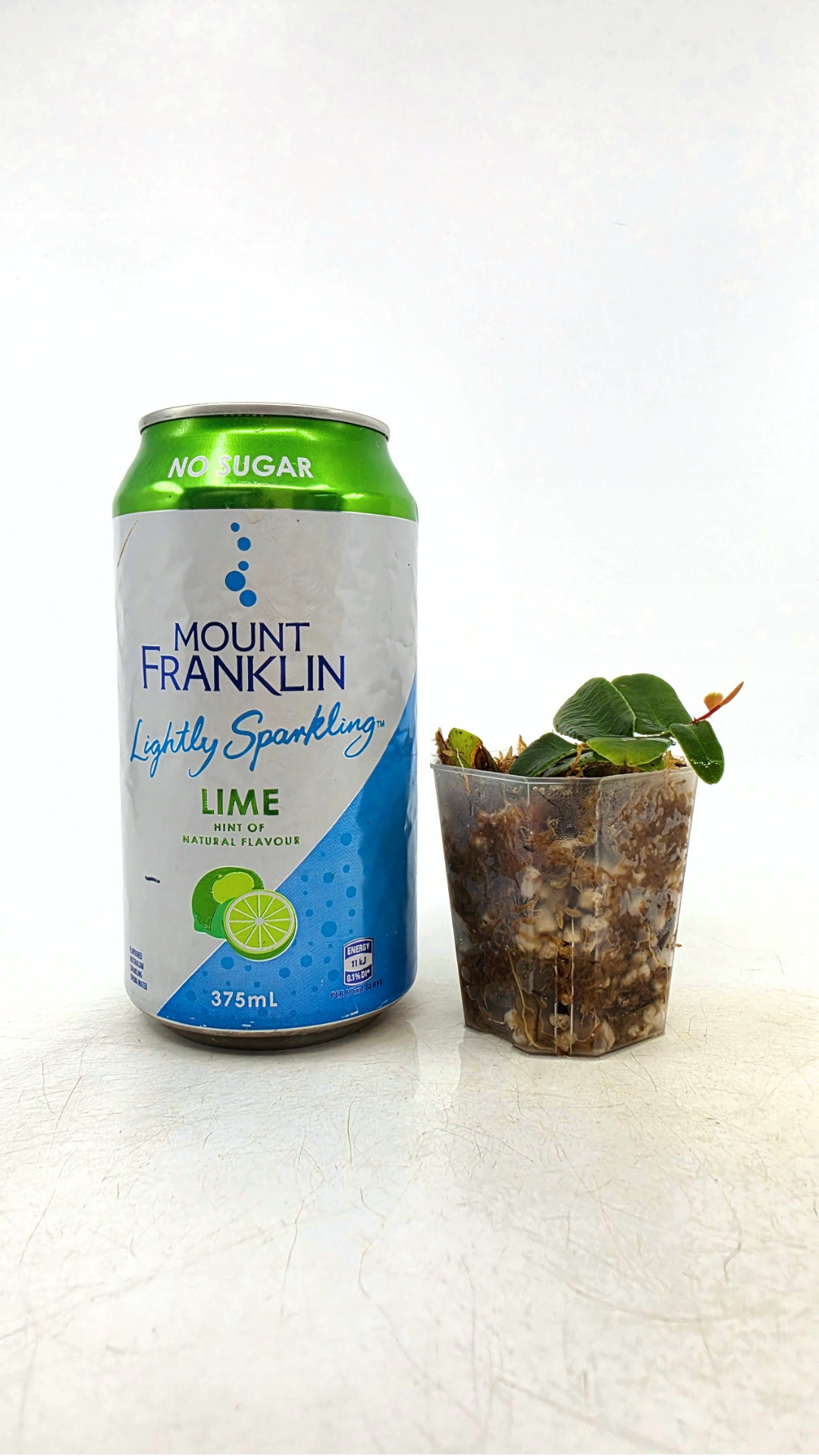 Rare shinggling terrarium plant Marcgravia Sintenisii or Rainbow Marcgravia availabe for sale at rare plant shop The Leaf Gallery in Perth, Western Australia