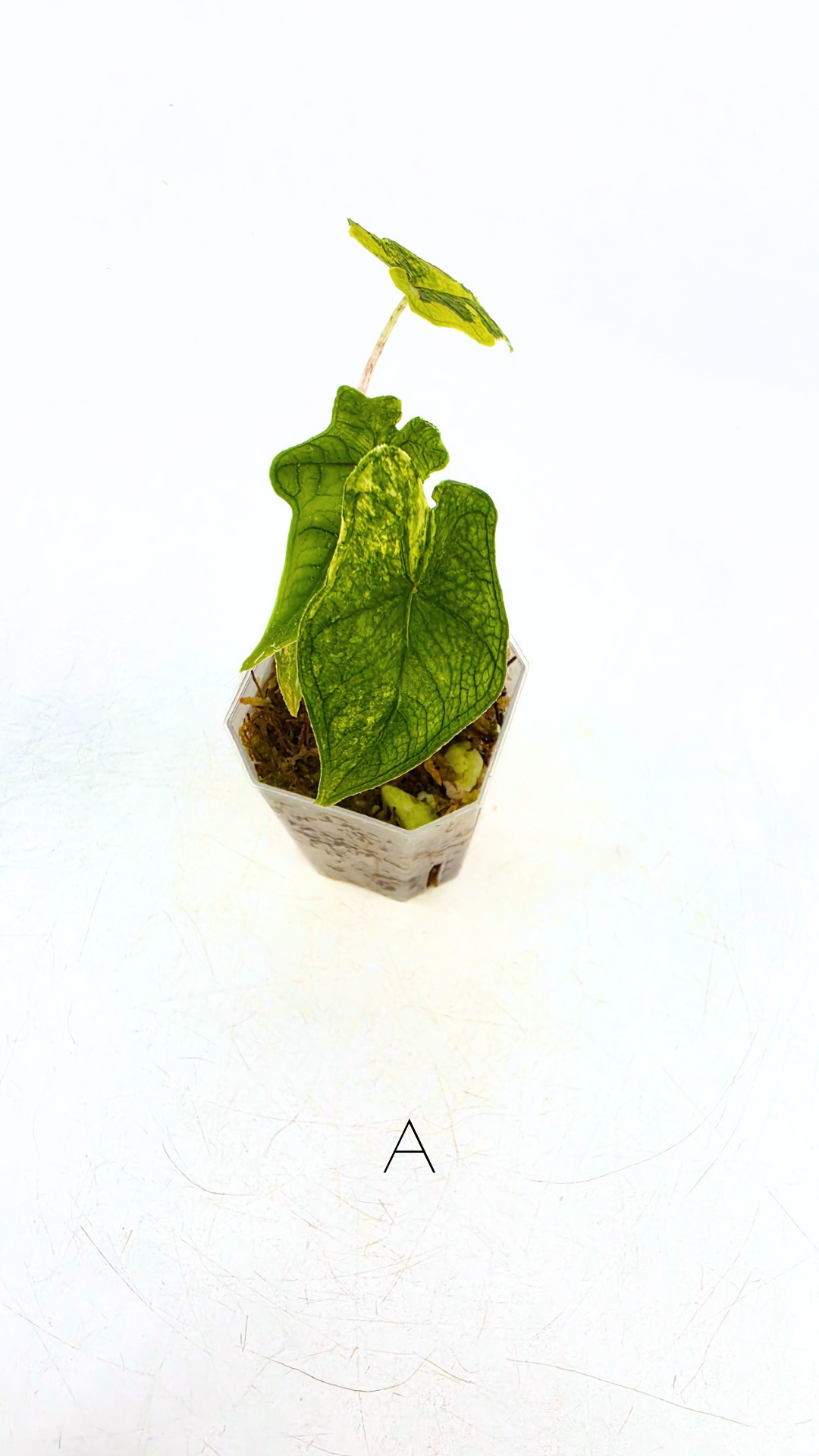 Rare indoor plant Alocasia Jacklyn Variegated available for sale at rare house plant shop The Leaf Gallery in Perth, Western Australia.