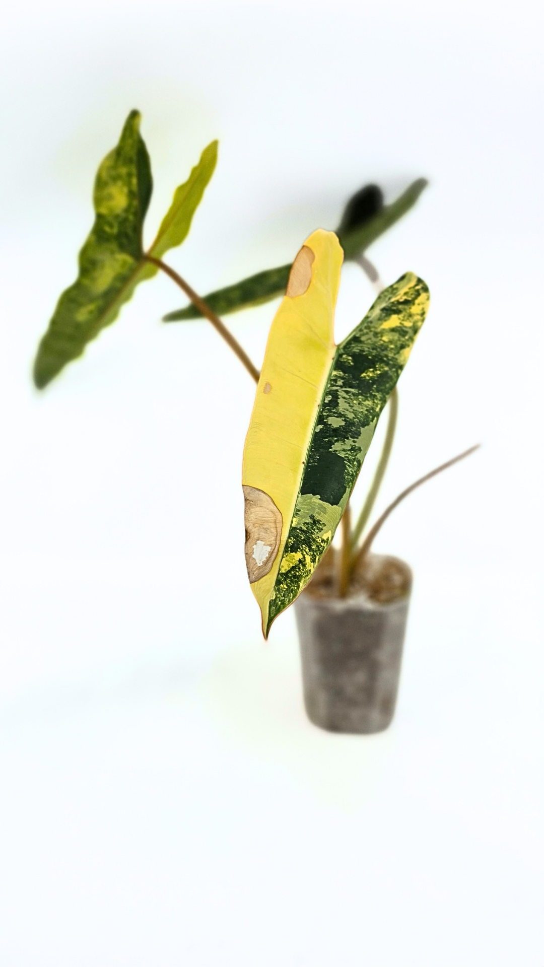 Rare indoor plant Philodendron Billietiae available for sale at rare house plant shop The Leaf Gallery in Perth, Western Australia