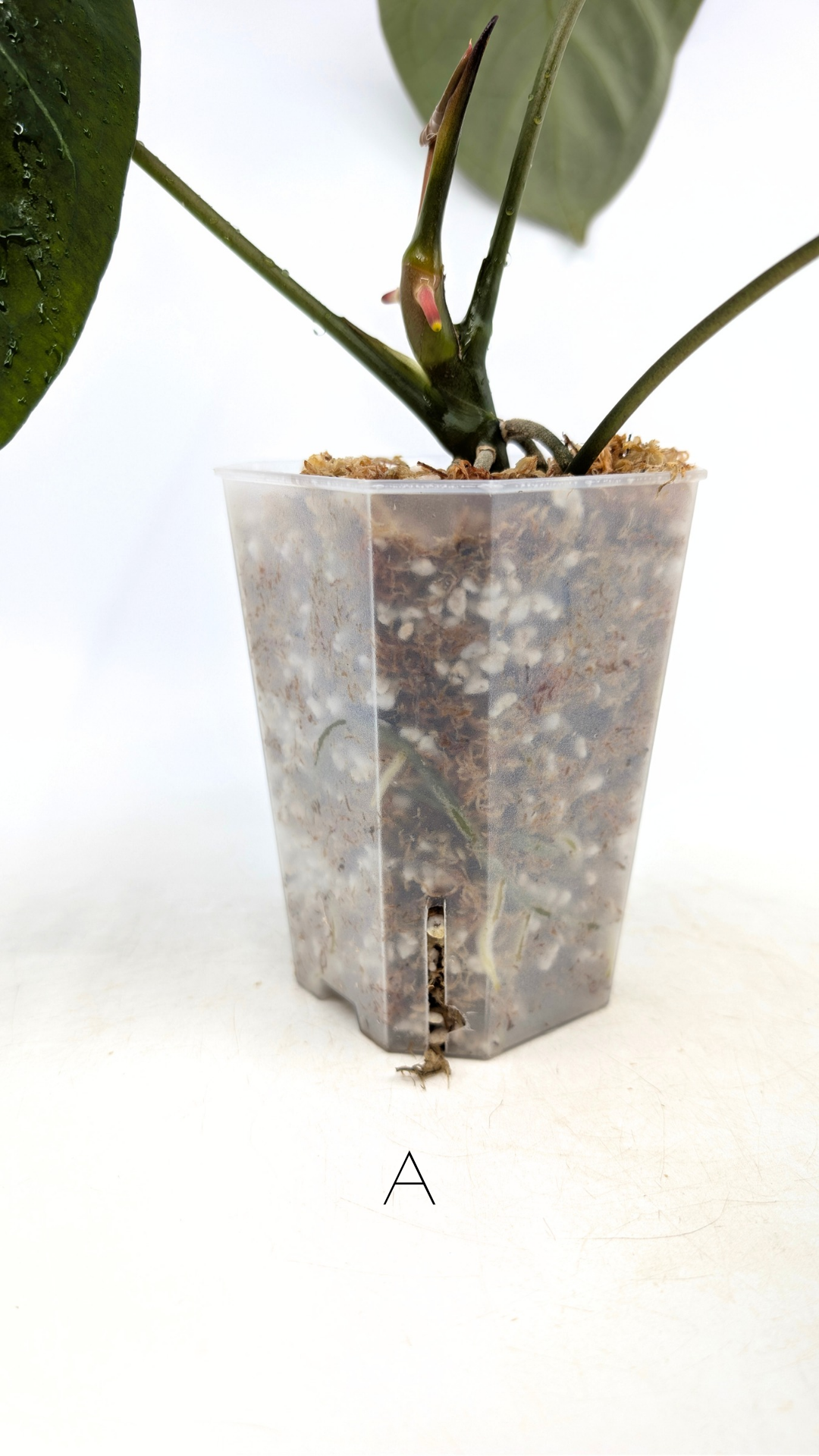 Uncommon indoor plant Anthurium Bosworth Beauty x Crystallinum available for sale at rare plant shop The Leaf Gallery in Perth, Western Australia