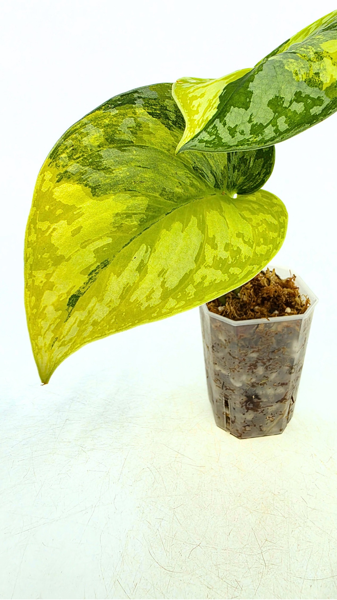 Rare scindapsus Mayari Aurea varigated available for sale at rare plant shop The Leaf Gallery in Perth, Western Australia