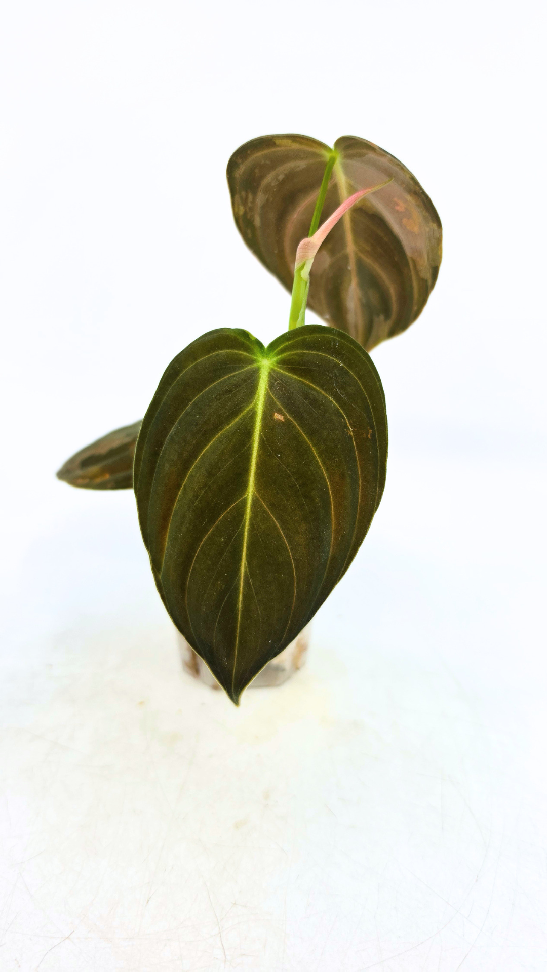 Rare plant Philodendron Melanochrysum Varigated available for sale at rare plant shop The Leaf Gallery in Perth, Western Australia