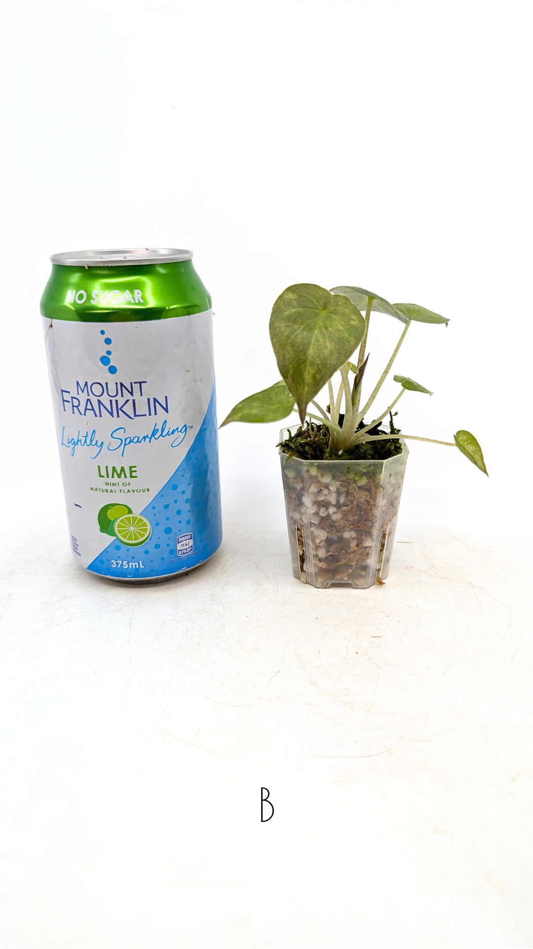 Rare indoor plant Alocasia Wentii Variegated available for sale at rare house plant shop The Leaf Gallery in Perth, Western Australia