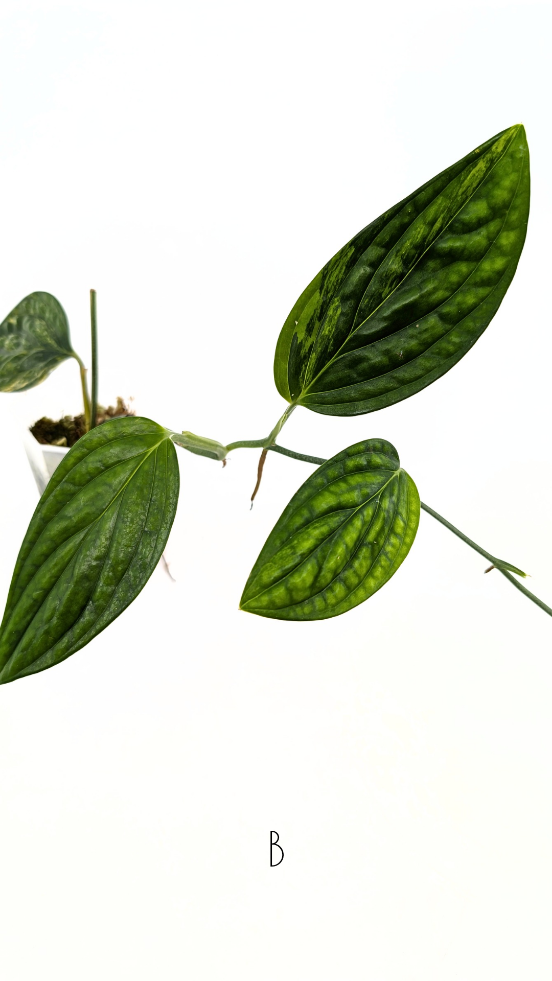Rare indoor plant Monstera Peru Karstenianum Varigated at rare plant shop The Leaf Gallery in Perth, Western Australia