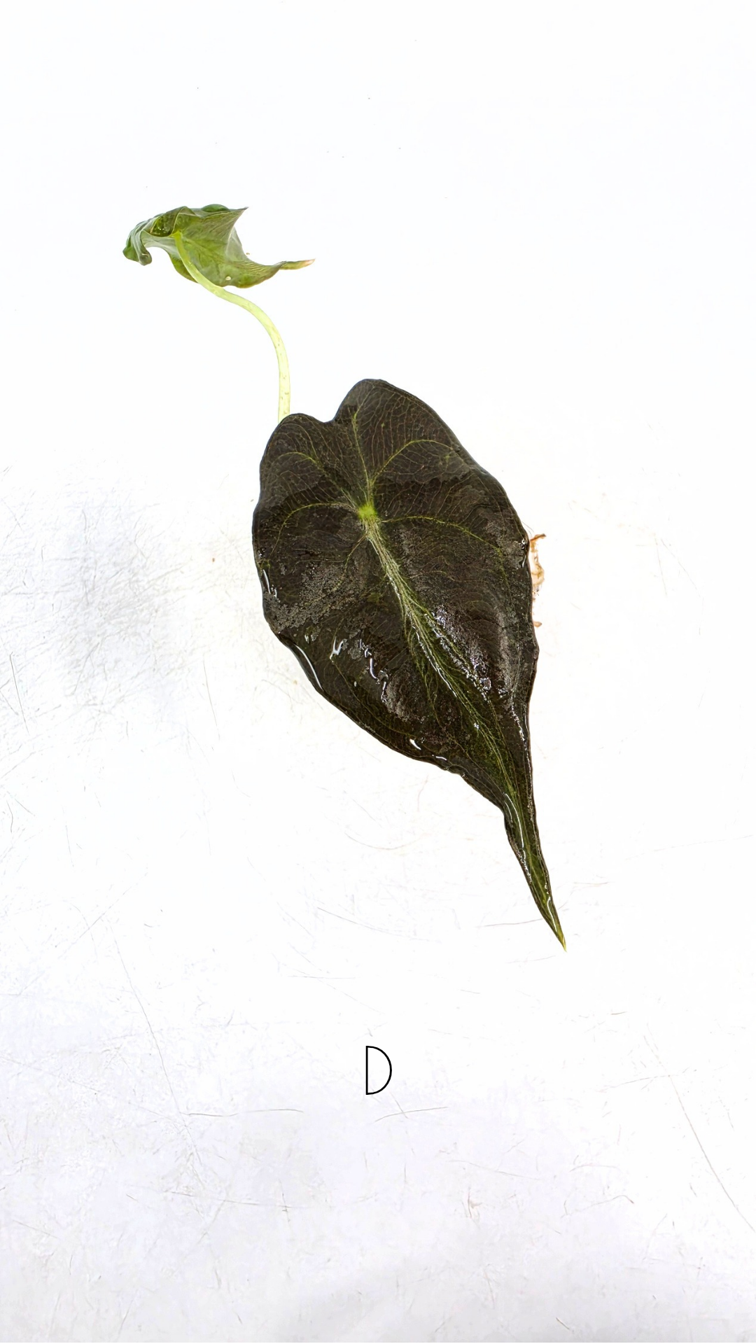 Rare indoor plant Alocasia Venom available for sale at rare house plant shop The Leaf Gallery in Perth, Western Australia.