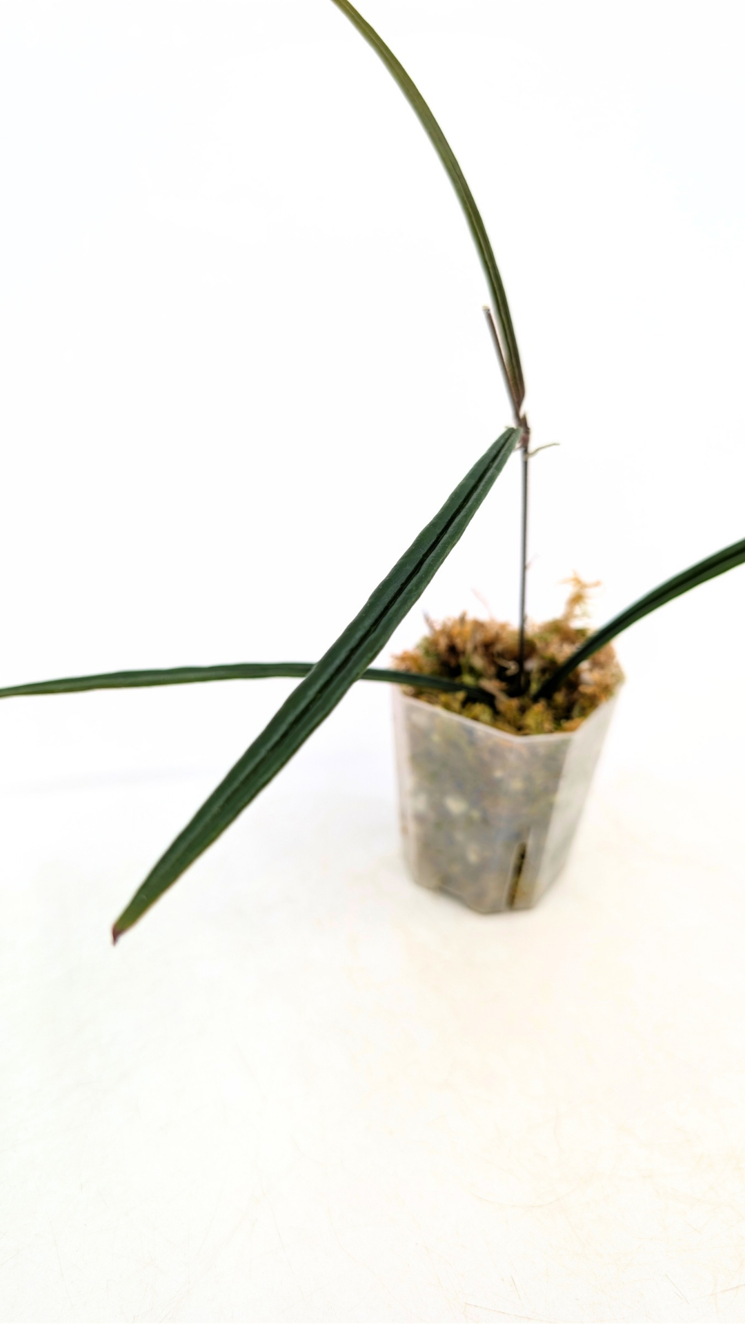 Rare waxplant Hoya Insularis available for sale at rare indoor plant shop The Leaf Gallery in Perth, Western Australia