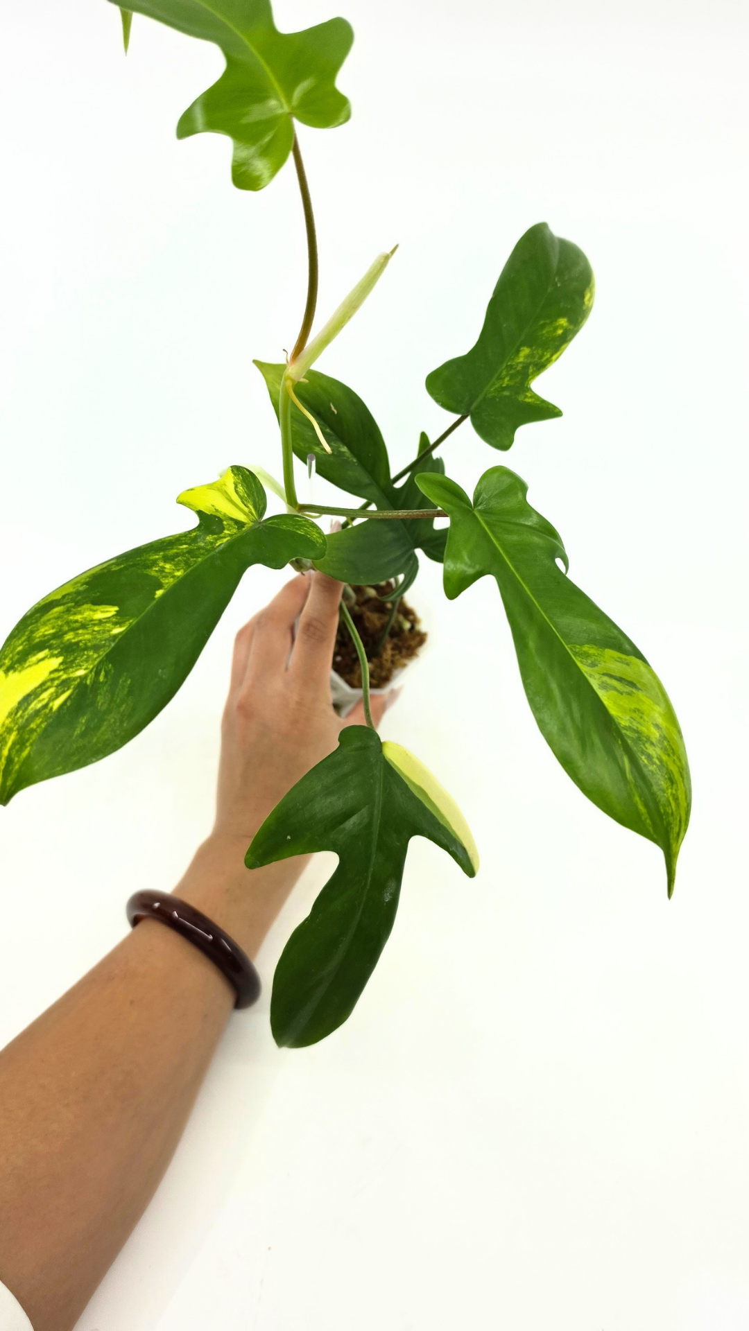 Rare indoor plant Philodendron Florida Beauty Varigated available at rare plant shop The Leaf Gallery in Perth, Western Australia