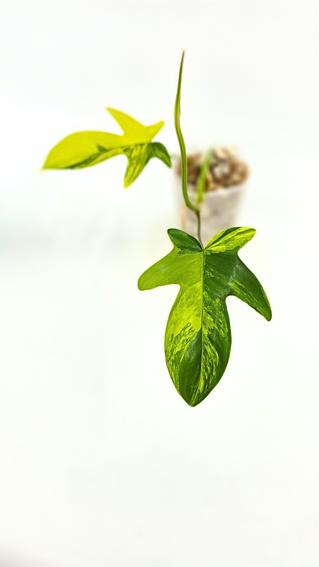 Rare indoor plant Philodendron Florida Beauty Varigated available at rare plant shop The Leaf Gallery in Perth, Western Australia