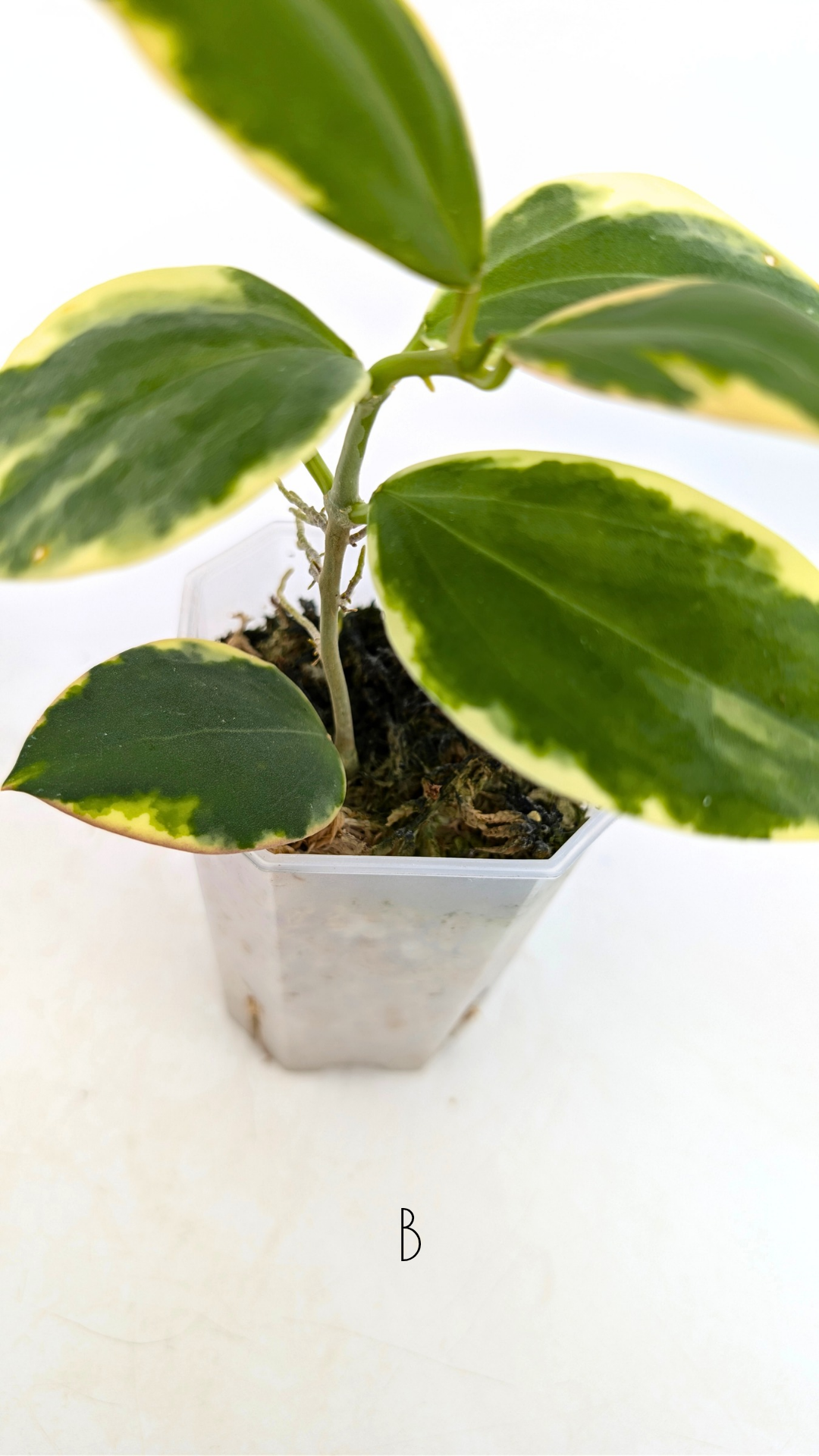 Rare waxplant Hoya sp Para Albomarginata available for sale at rare indoor plant shop The Leaf Gallery in Perth, Western Australia