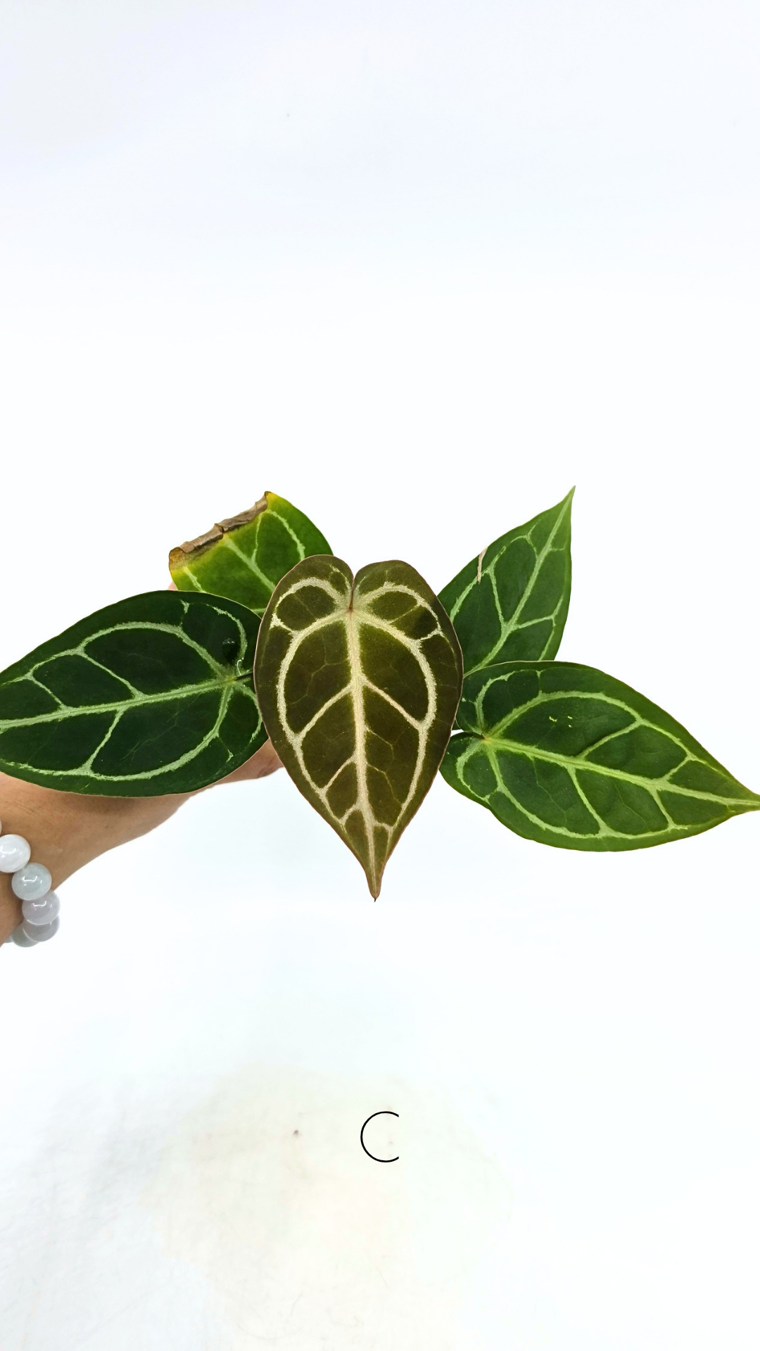 Rare anthurium hybrid Anthurium Dark Forgetii x Bessae Aff X Anthurium Michelle by The Leaf Gallery in Perth, Western Australia