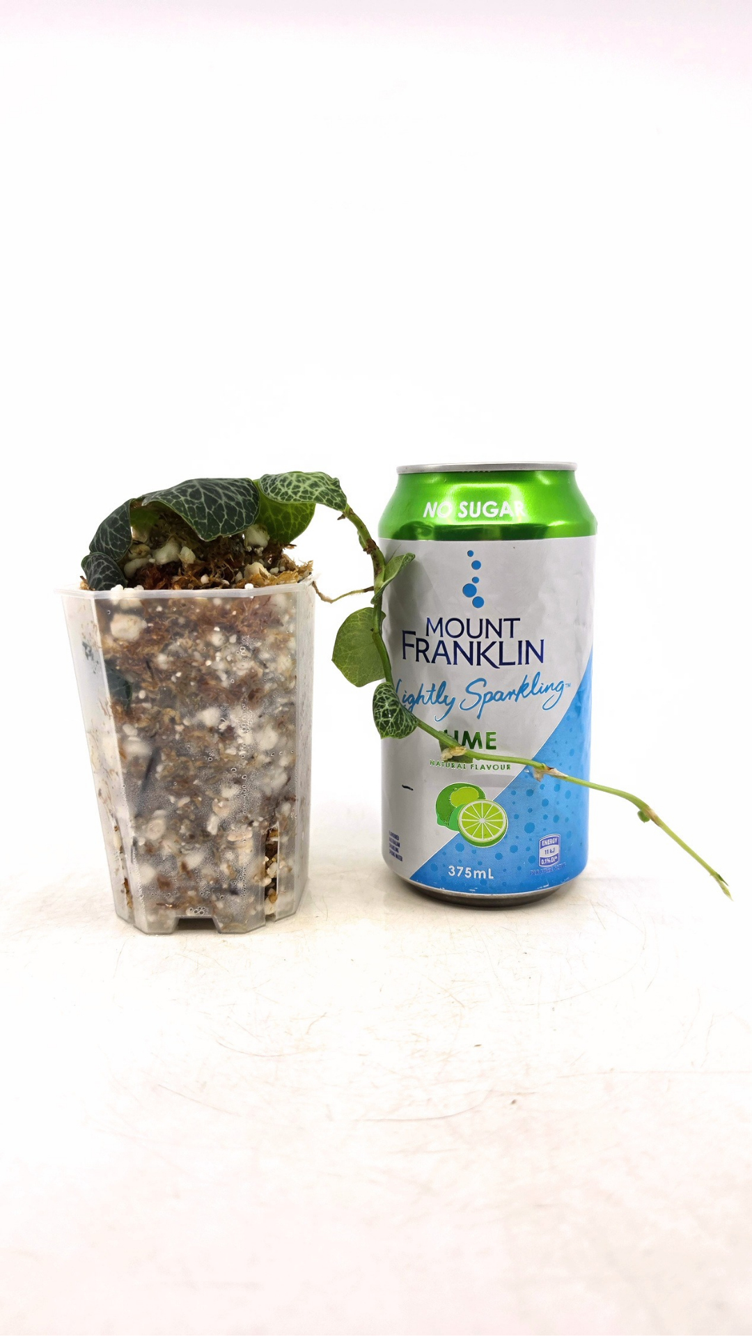 Rare indoor singgling house plant Raphidophora Cryptantha by rare plant shop The Leaf Gallery in Perth, Western Australia