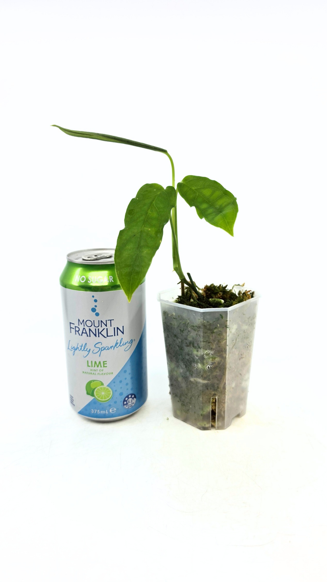 Rare indoor plant Monstera Obliqua Amazonas available at rare plant shop The Leaf Gallery in Perth, Western Australia