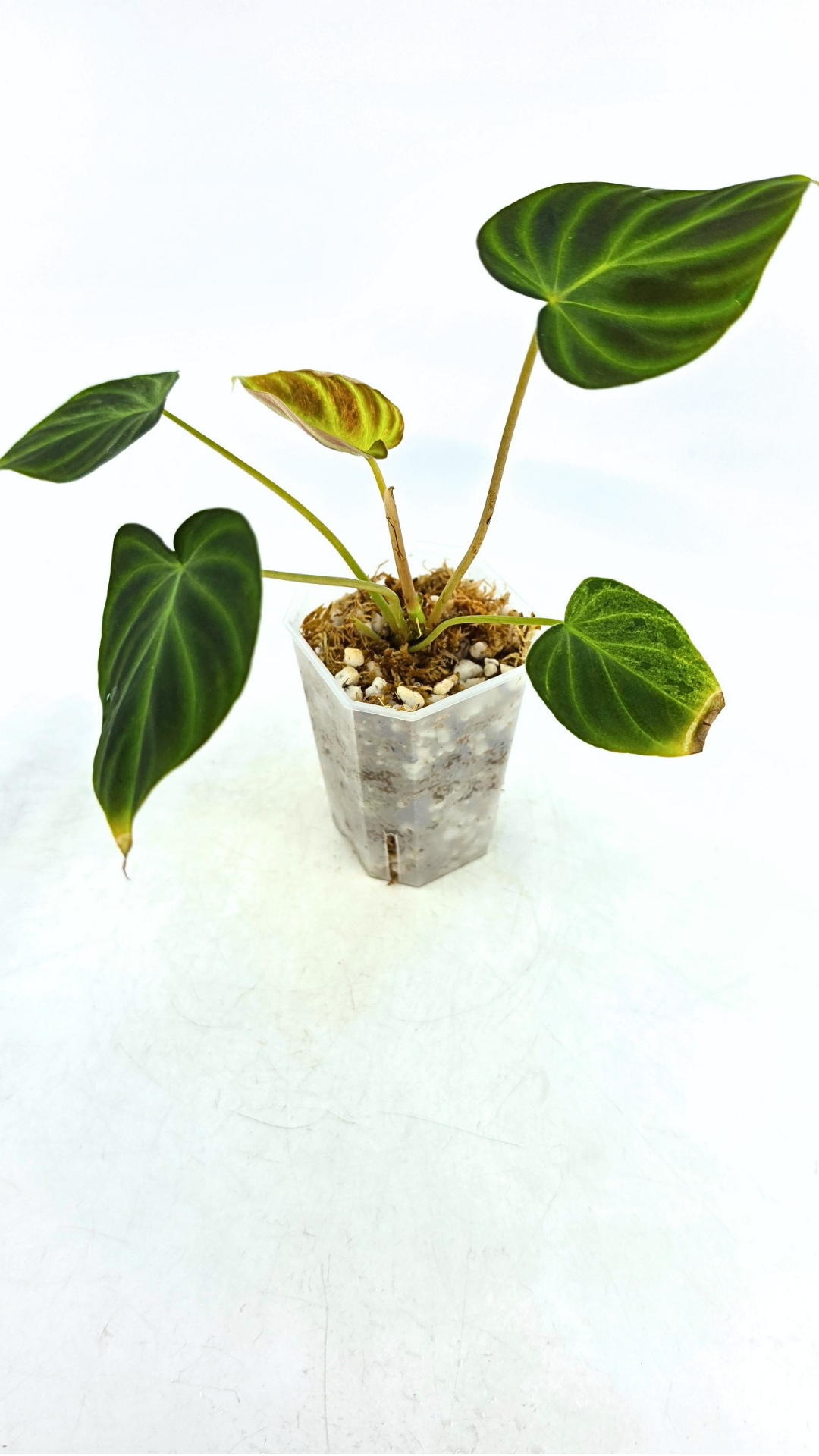 Rare indoor plant Philodendron Verrucusom Mint Variegated available for sale at rare house plant shop The Leaf Gallery in Perth, Western Australia