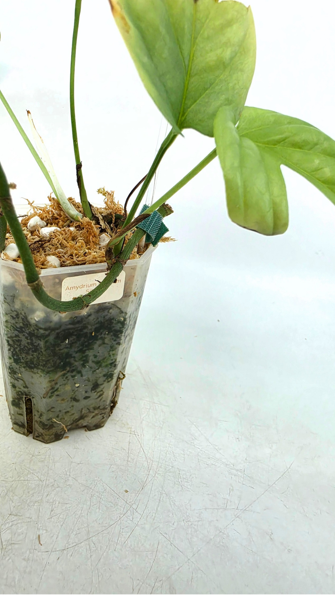 Uncommon indoor plant Cerestis Mirabilis available for sale at house plant shop The Leaf Gallery in Perth, Western Australia