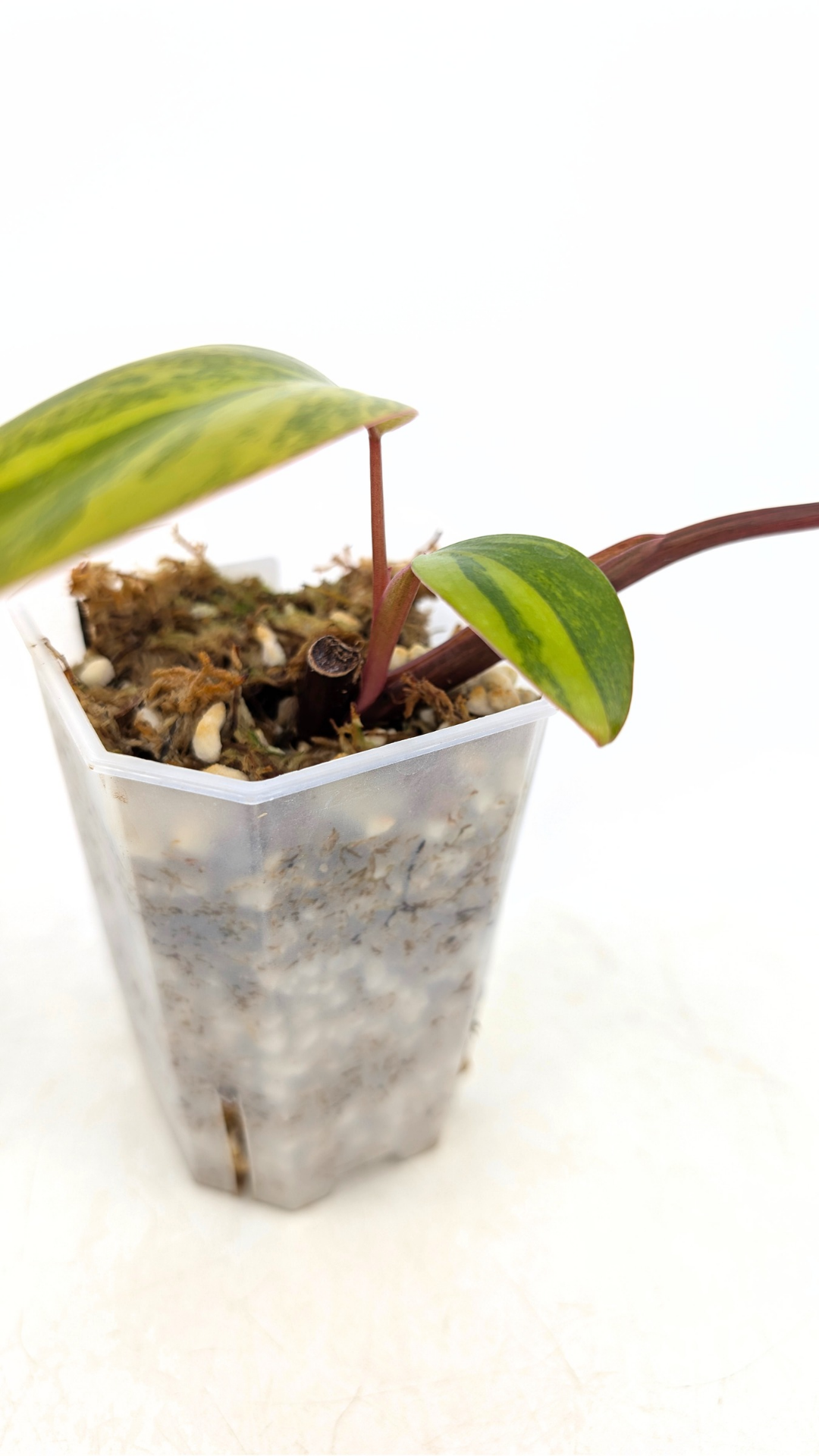 Rare indoor plant Philodendron Strawberry Shake grown and propagated by rare plant shop The Leaf Gallery in Perth, Western Australia