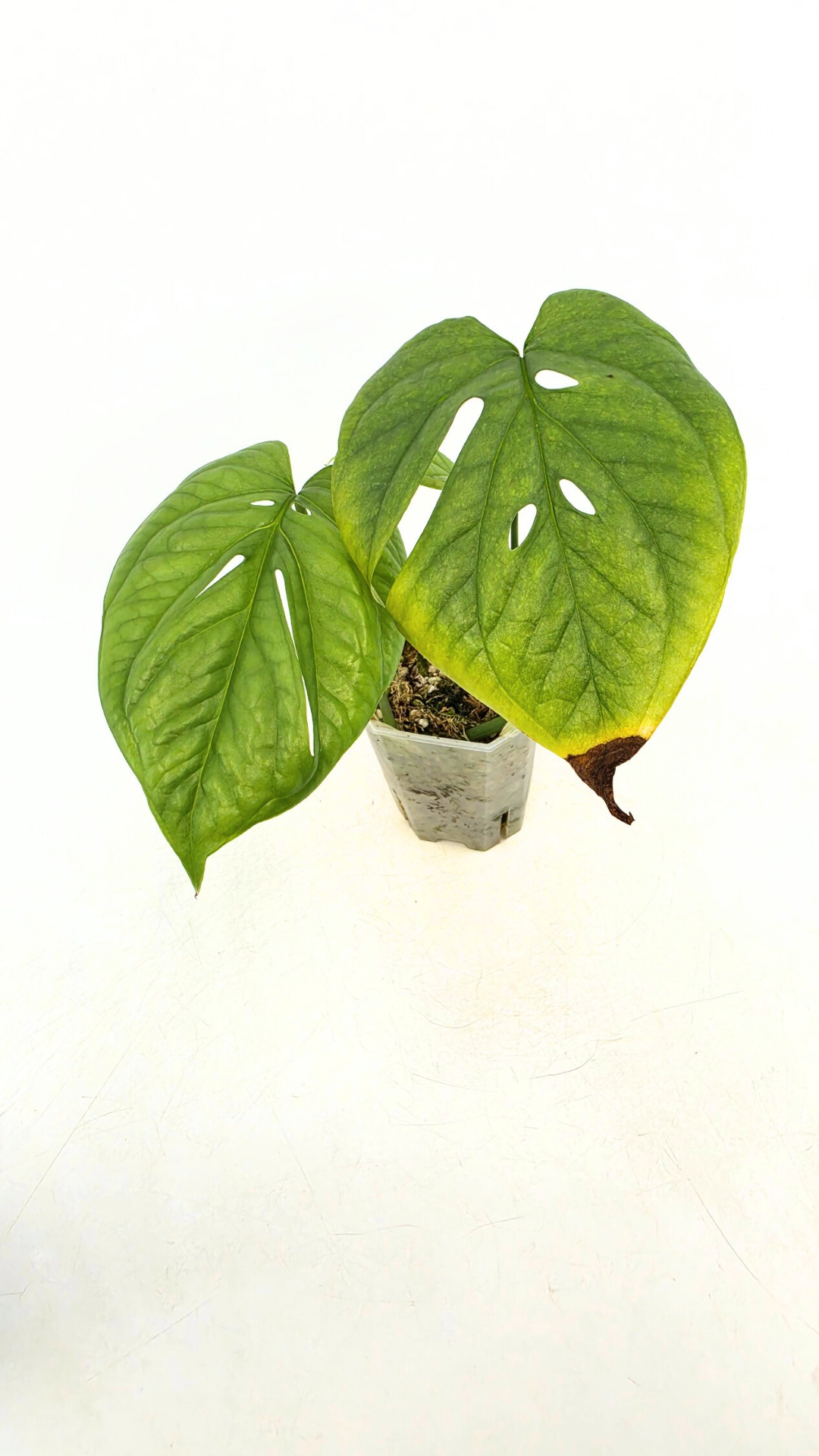 Uncommon indoor plant Cerestis Mirabilis available for sale at house plant shop The Leaf Gallery in Perth, Western Australia