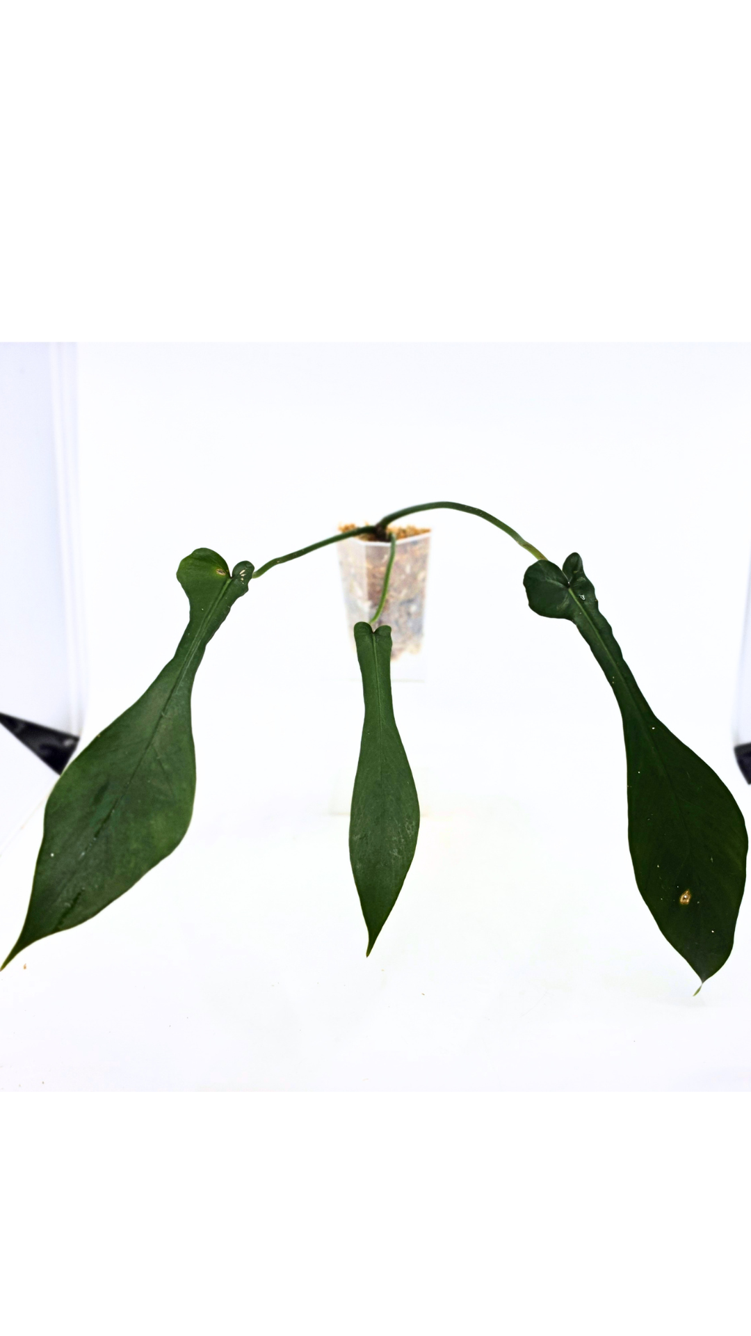 Rare indoor plant Philodendron Joepii available at rare house plant shop The Leaf Gallery in Perth, Western Australia