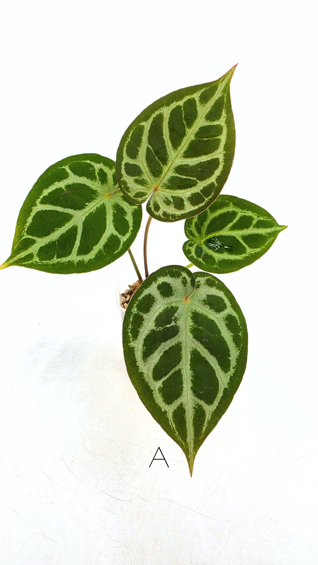 Rare anthurium hybrid Anthurium red dorayaki mutation with Anthurium Michelle by The Leaf Gallery in Perth, Western Australia