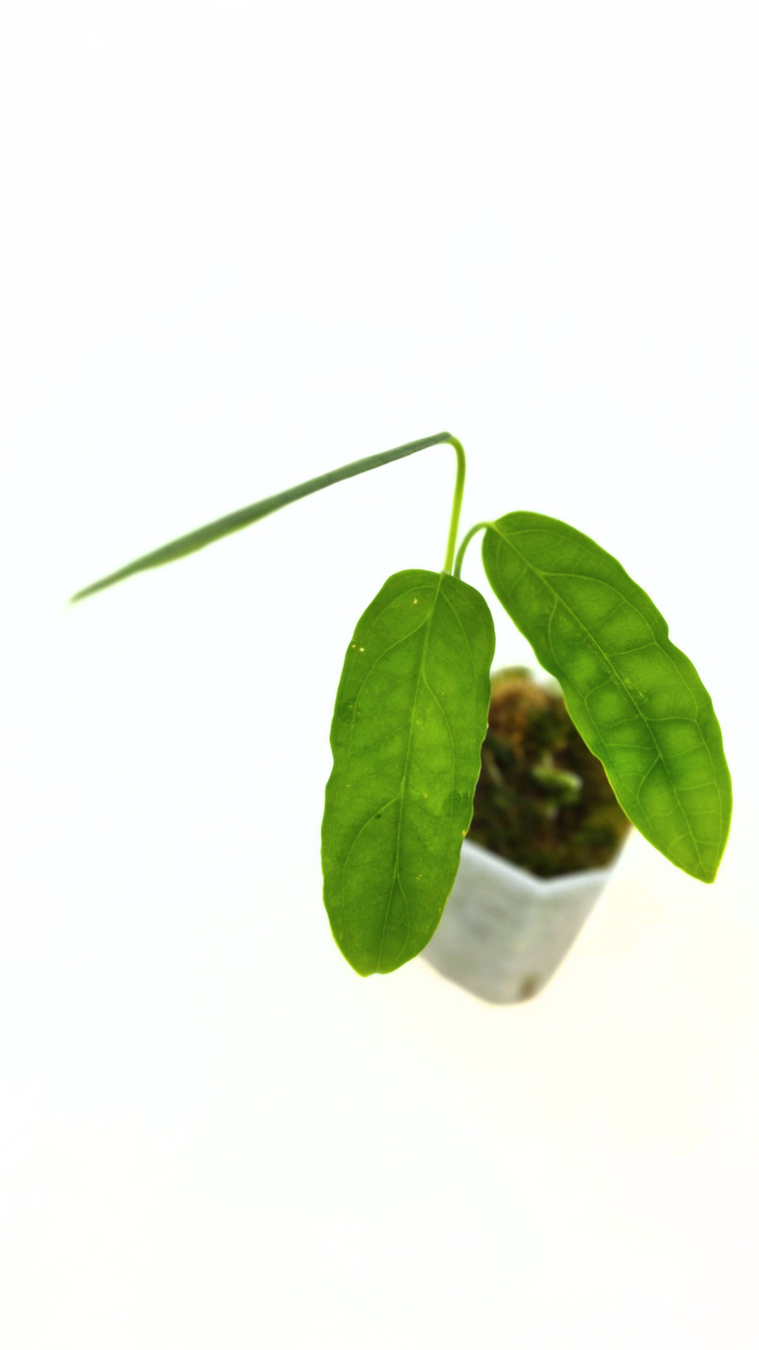 Rare indoor plant Monstera Obliqua Amazonas available at rare plant shop The Leaf Gallery in Perth, Western Australia