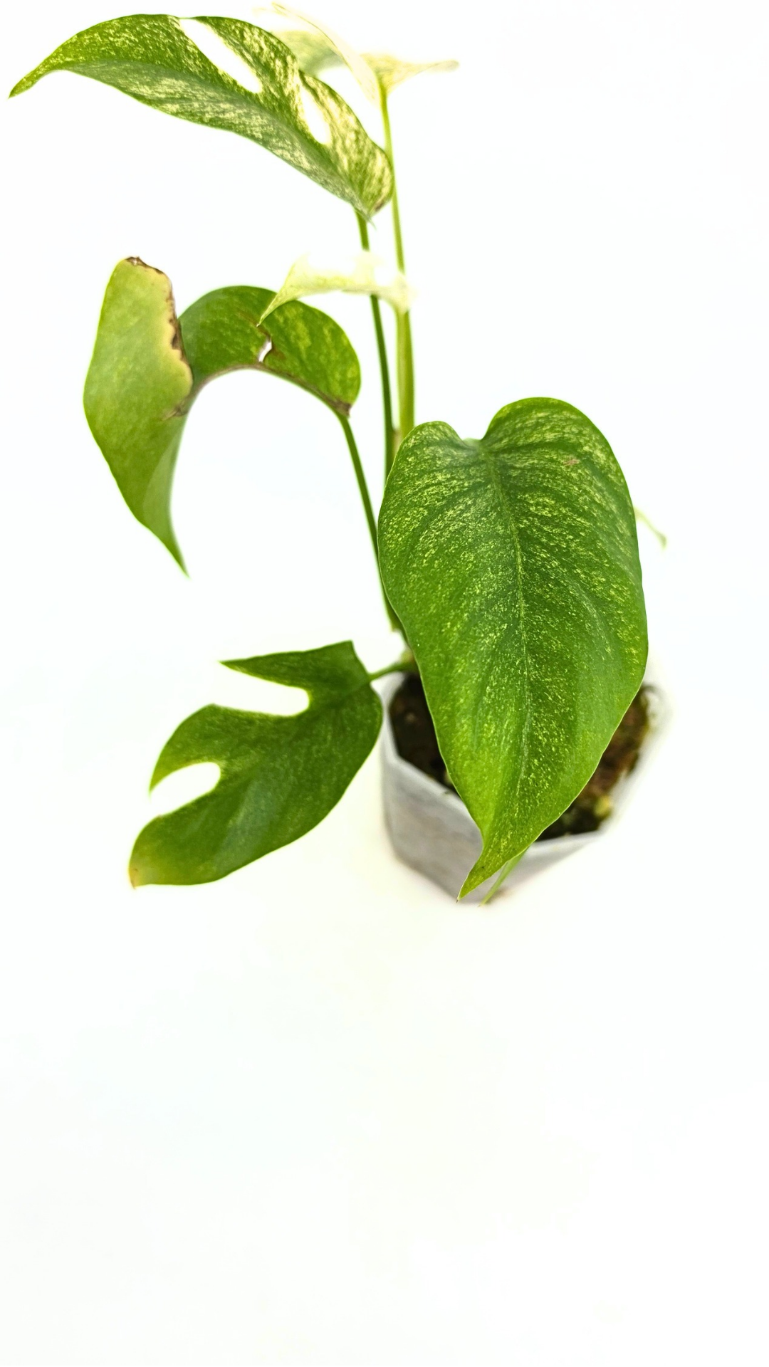 Rare indoor plant Raphidophora Tetrasperma Mint Varigated for sale by rare plant shop The Leaf Gallery in Perth, Western Australia