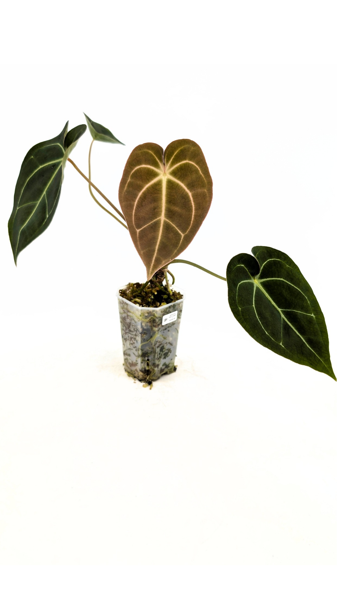 Rare anthurium hybrid Dark Forgetii x Bessae Aff available from rare plant shop The Leaf Gallery in Perth, Western Australia