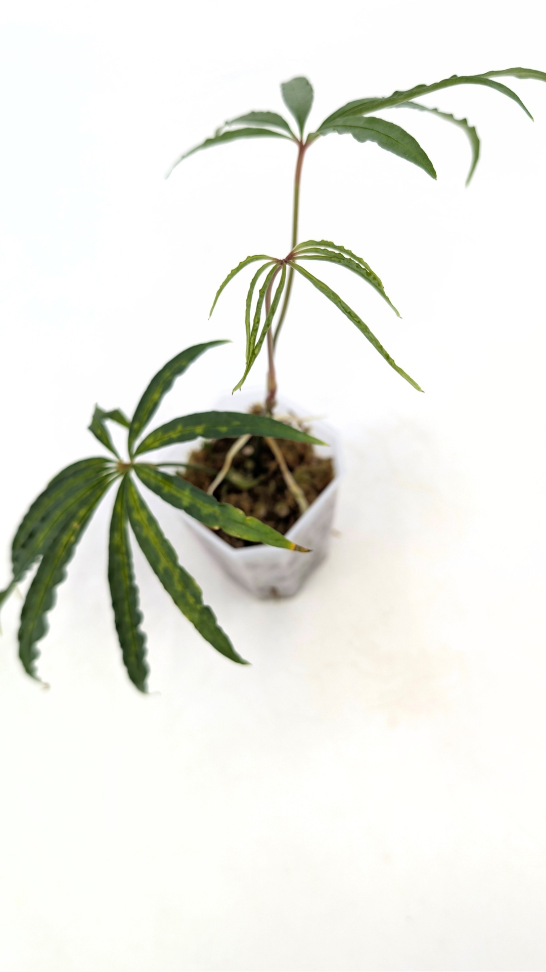 Hard to find vining house plant Anthurium Polystictum available for sale at rare plant shop The Leaf Gallery in Perth, Western Australia.