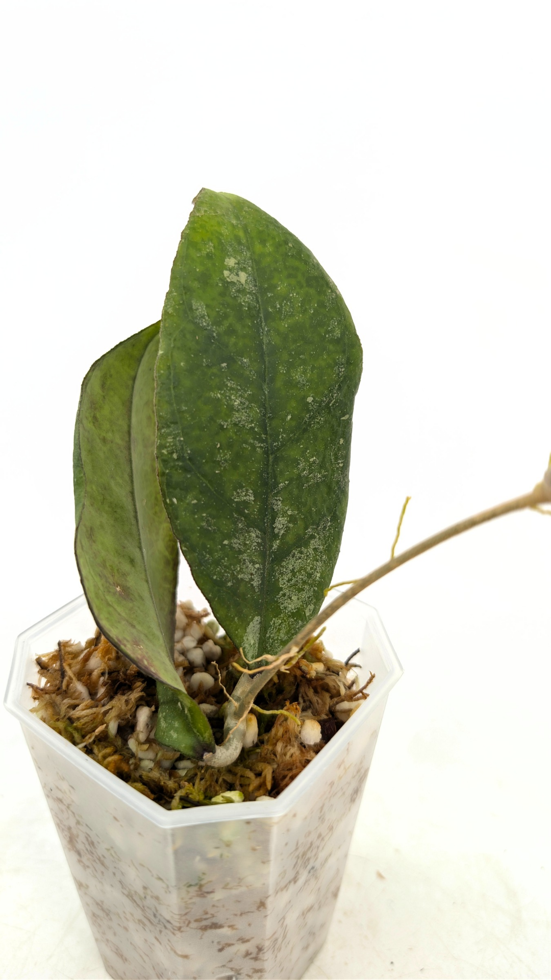 Rare waxplant Hoya sp Chicken Farm available for sale at rare indoor plant shop The Leaf Gallery in Perth, Western Australia