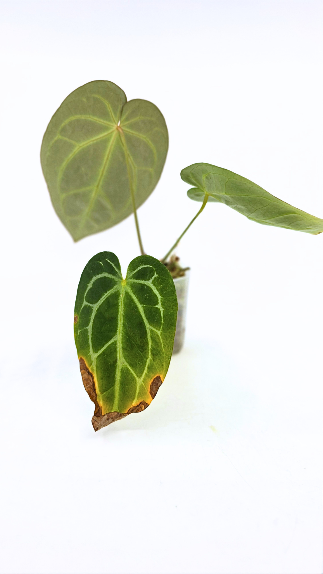 Rare indoor plant Anthurium Crystallinum X Magnificum available for sale at rare house plant shop the Leaf Gallery in Perth, Western Australia
