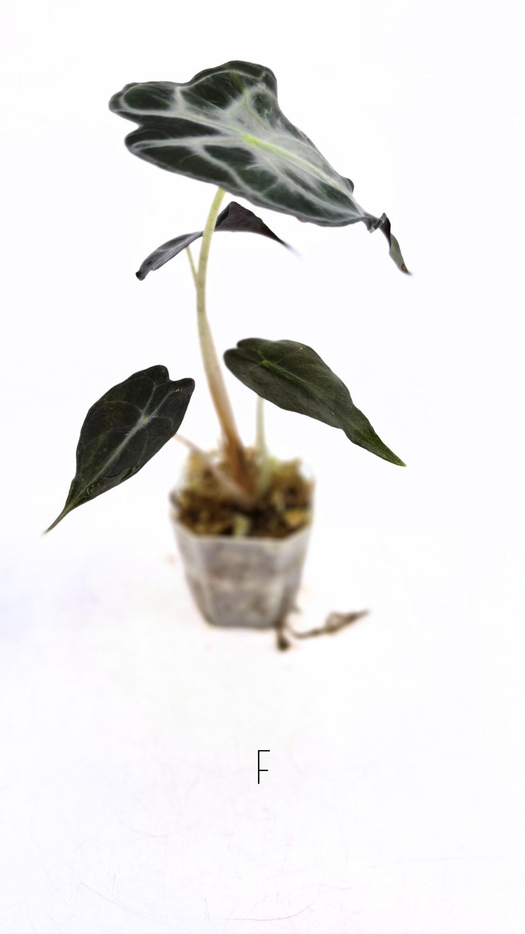 Rare indoor plant Alocasia Venom available for sale at rare house plant shop The Leaf Gallery in Perth, Western Australia
