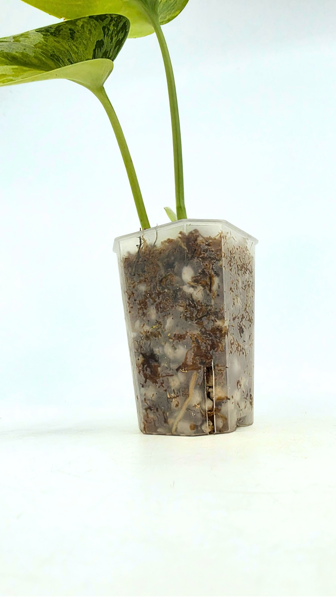 Rare scindapsus Mayari Aurea varigated available for sale at rare plant shop The Leaf Gallery in Perth, Western Australia