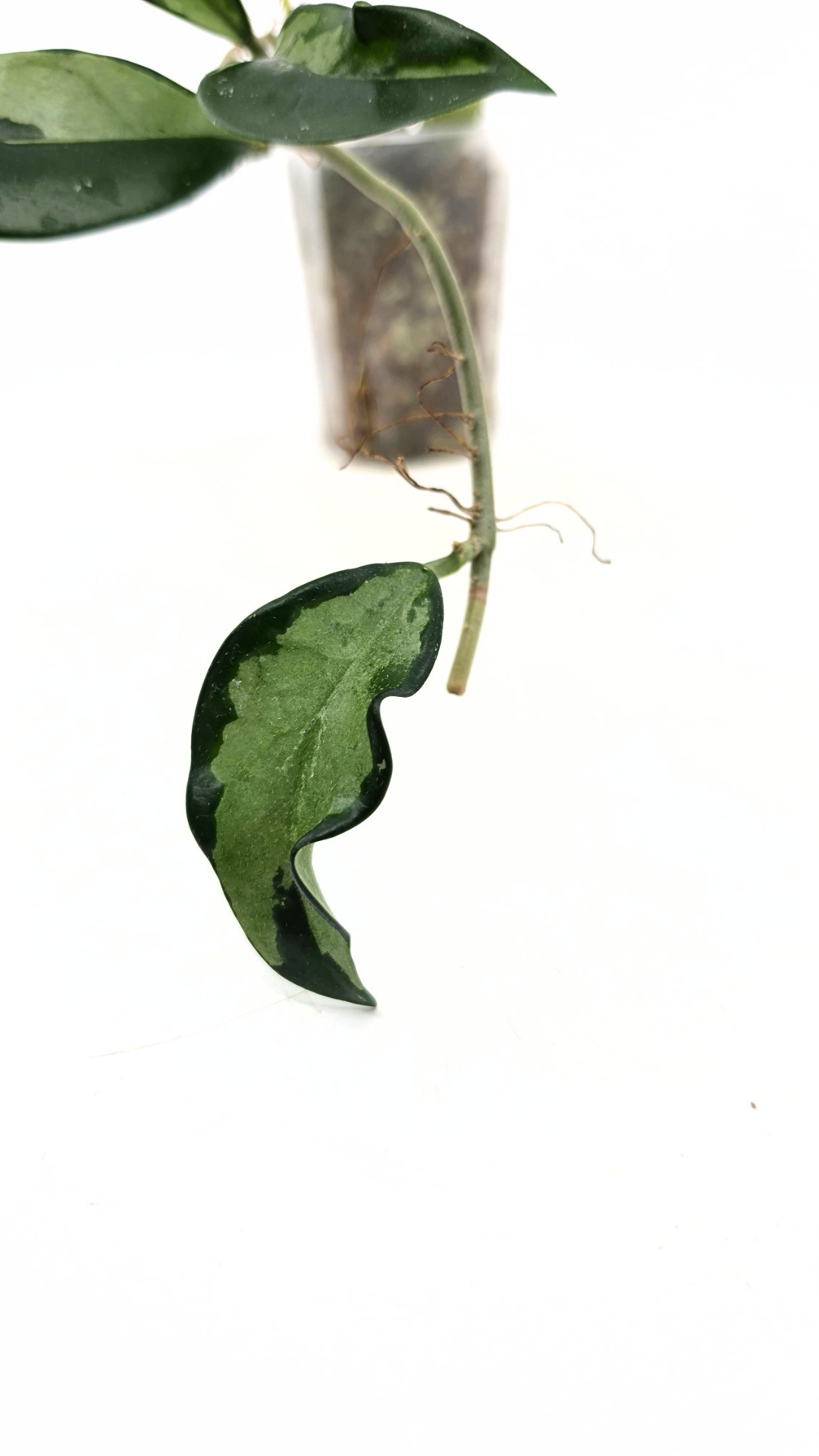 Rare Hoya AH074 available for sale at rare plant shop The Leaf Gallery in Perth, Western Australia