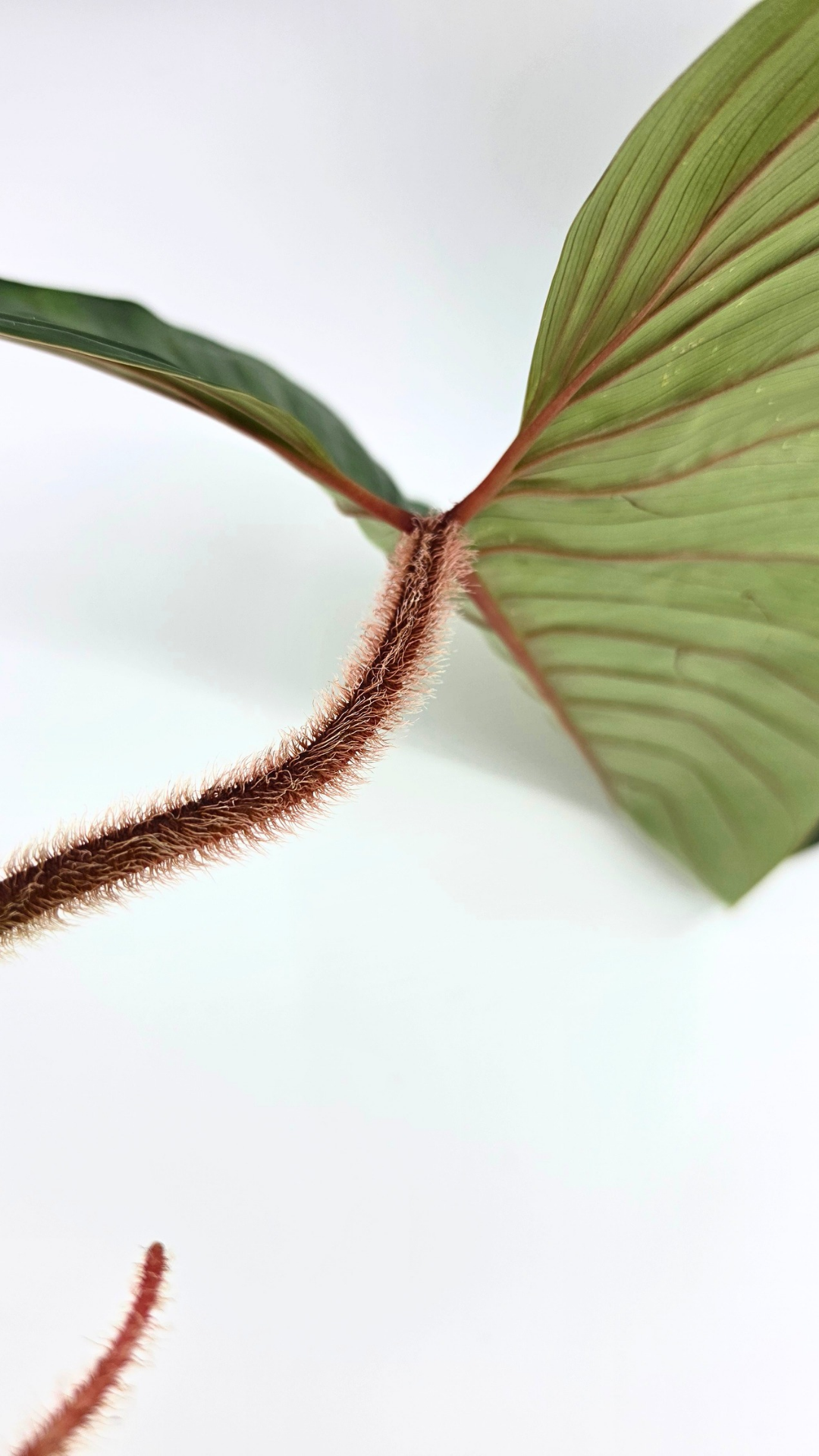 Rare indoor plant Philodendron Red Serpens available for sale at rare plant shop The Leaf Gallery in Perth, Western Australia