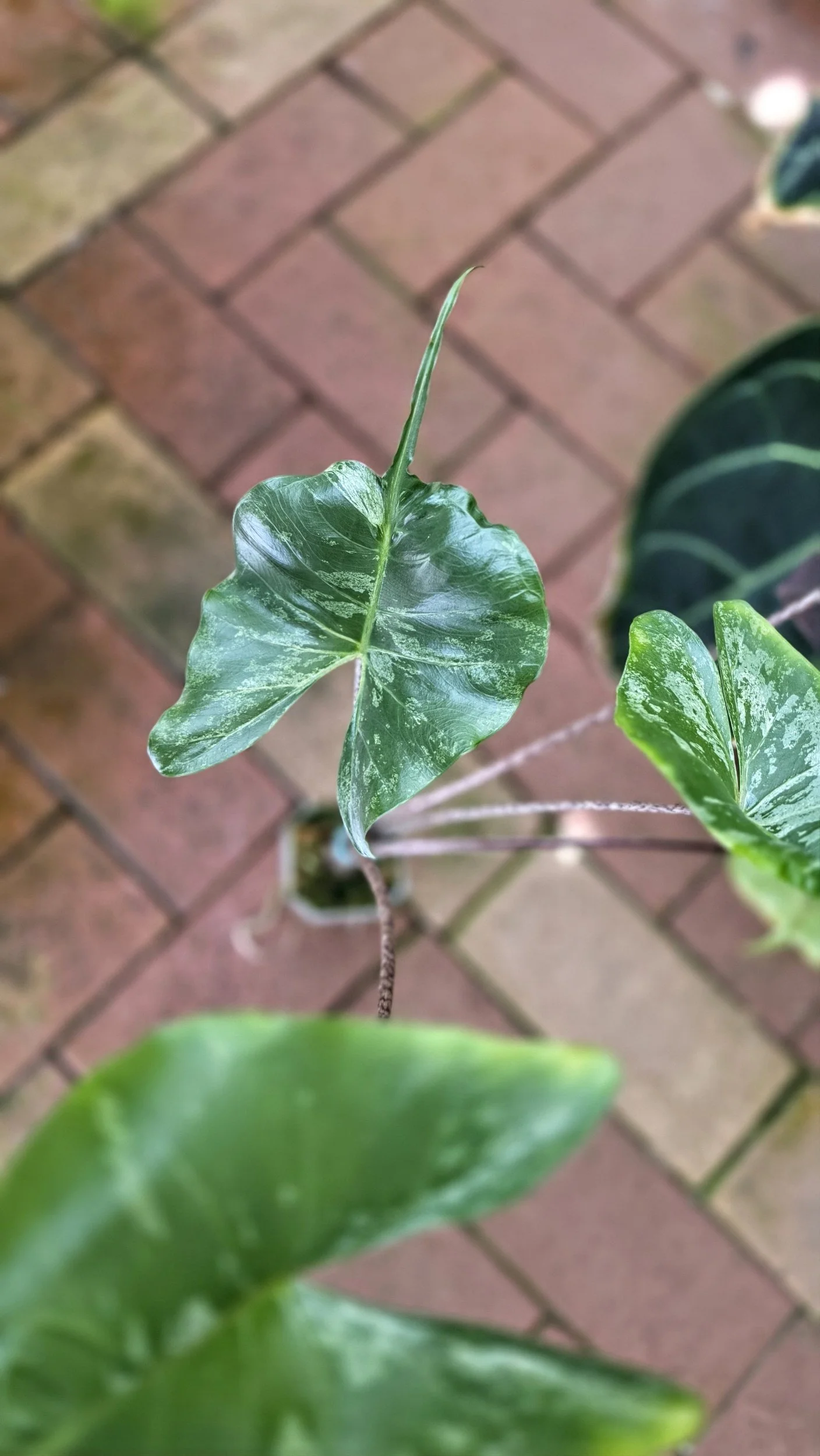 Rare indoor plannt Alocasia Stingray Mint Variegated available for sale at rare house plant shop The Leaf Gallery in Perth, Western Australia.