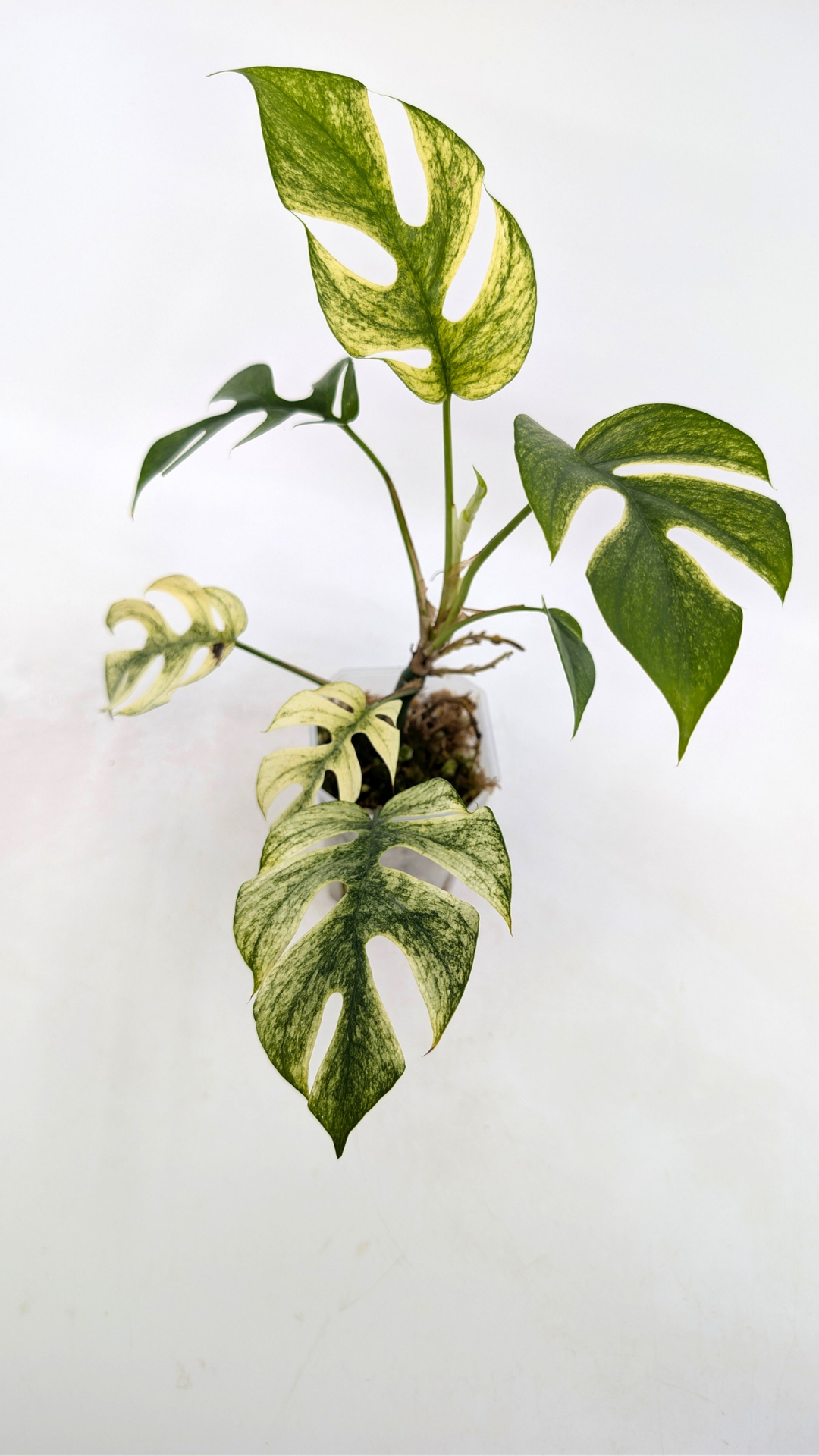 Rare indoor plant Raphidophora Tetrasperma Albo for sale by rare plant shop The Leaf Gallery in Perth, Western Australia