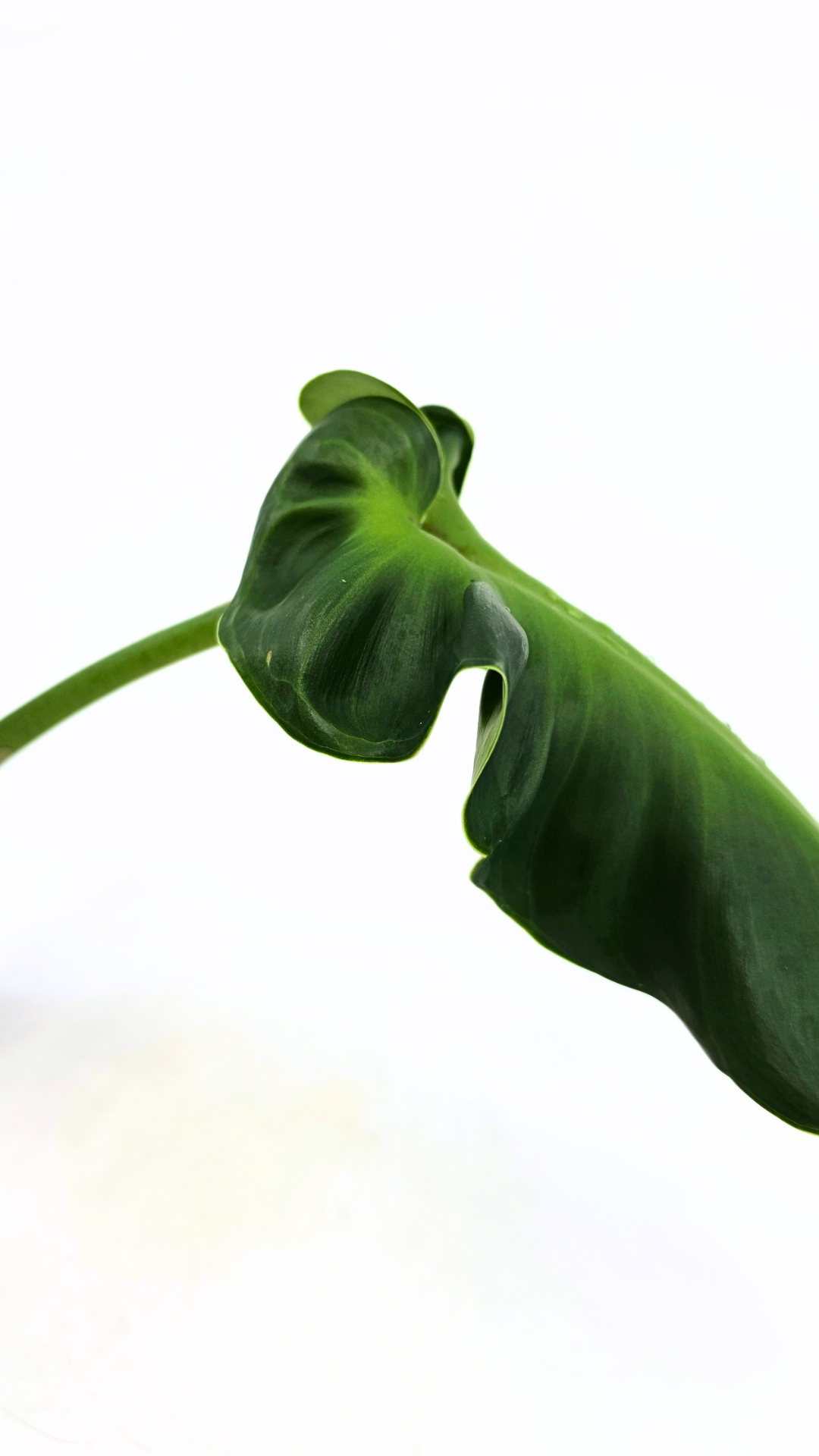 Rare indoor house plant Philodendron Rugosum also known as Pig Skin Philodendron propagated by the Leaf Gallery in Perth