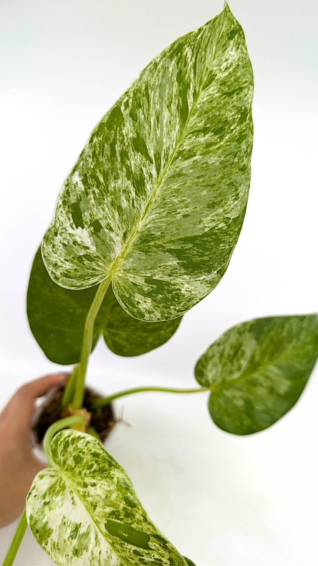 Rare indoor plant Philodendron Giganteum Blizzard Varigated by rare plant shop The Leaf Gallery in Perth, Western Australia