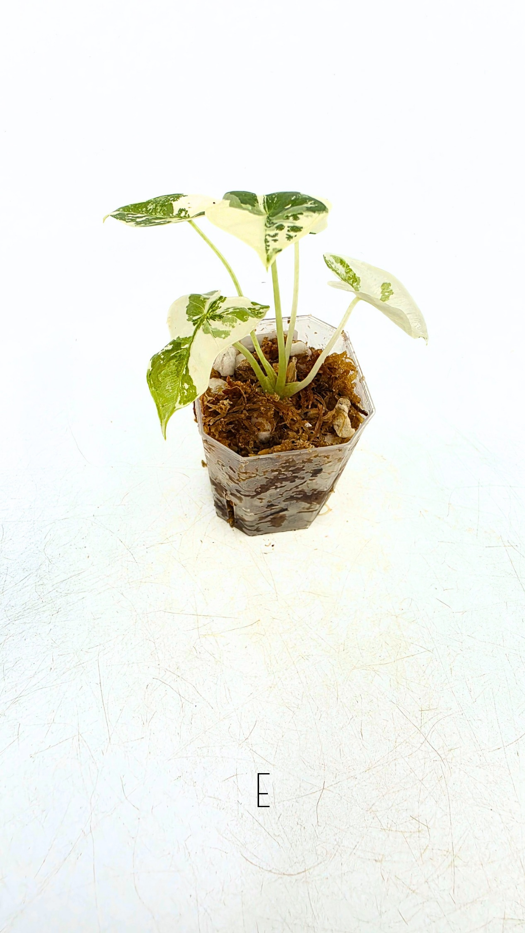 Rare indoor plant Alocasia Frydek Variegated available for sale at rare house plant shop The Leaf Gallery in Perth, Western Australia
