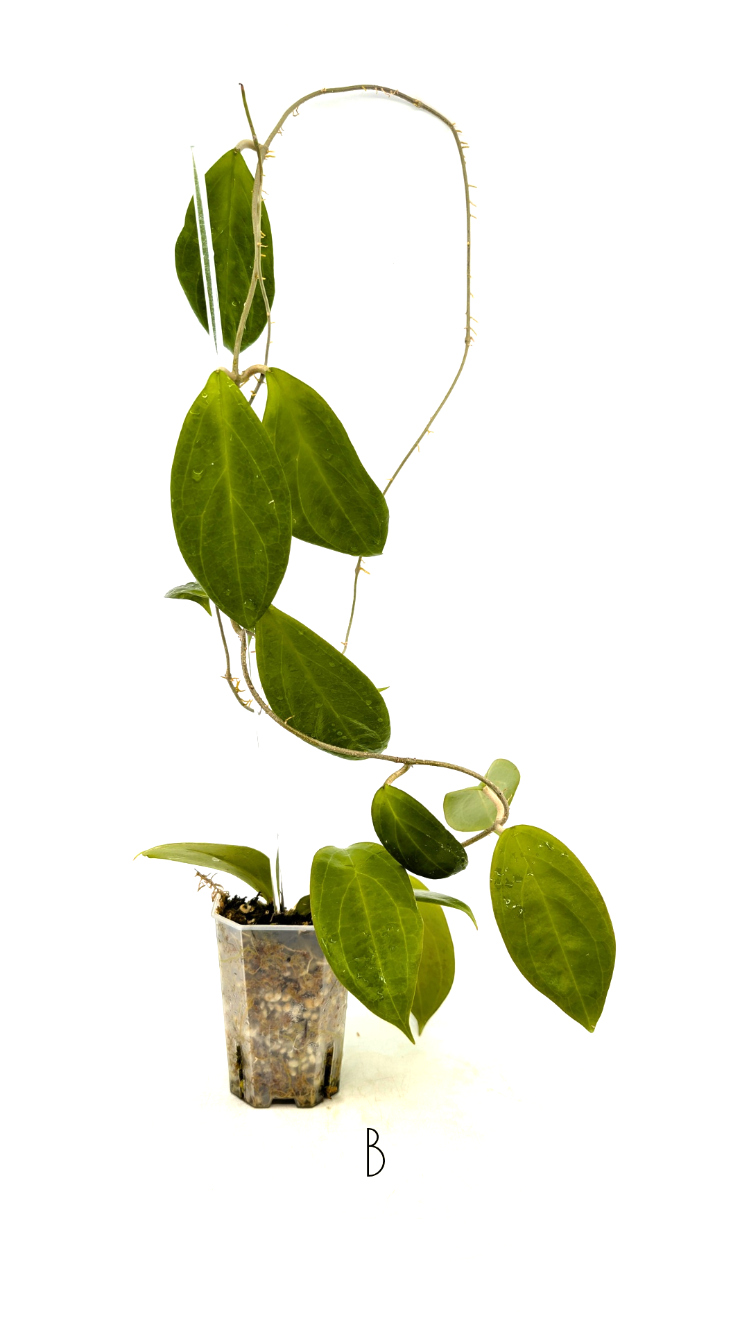 Rare waxplant Hoya UTC033 available for sale at rare indoor plant shop The Leaf Gallery in Perth, Western Australia